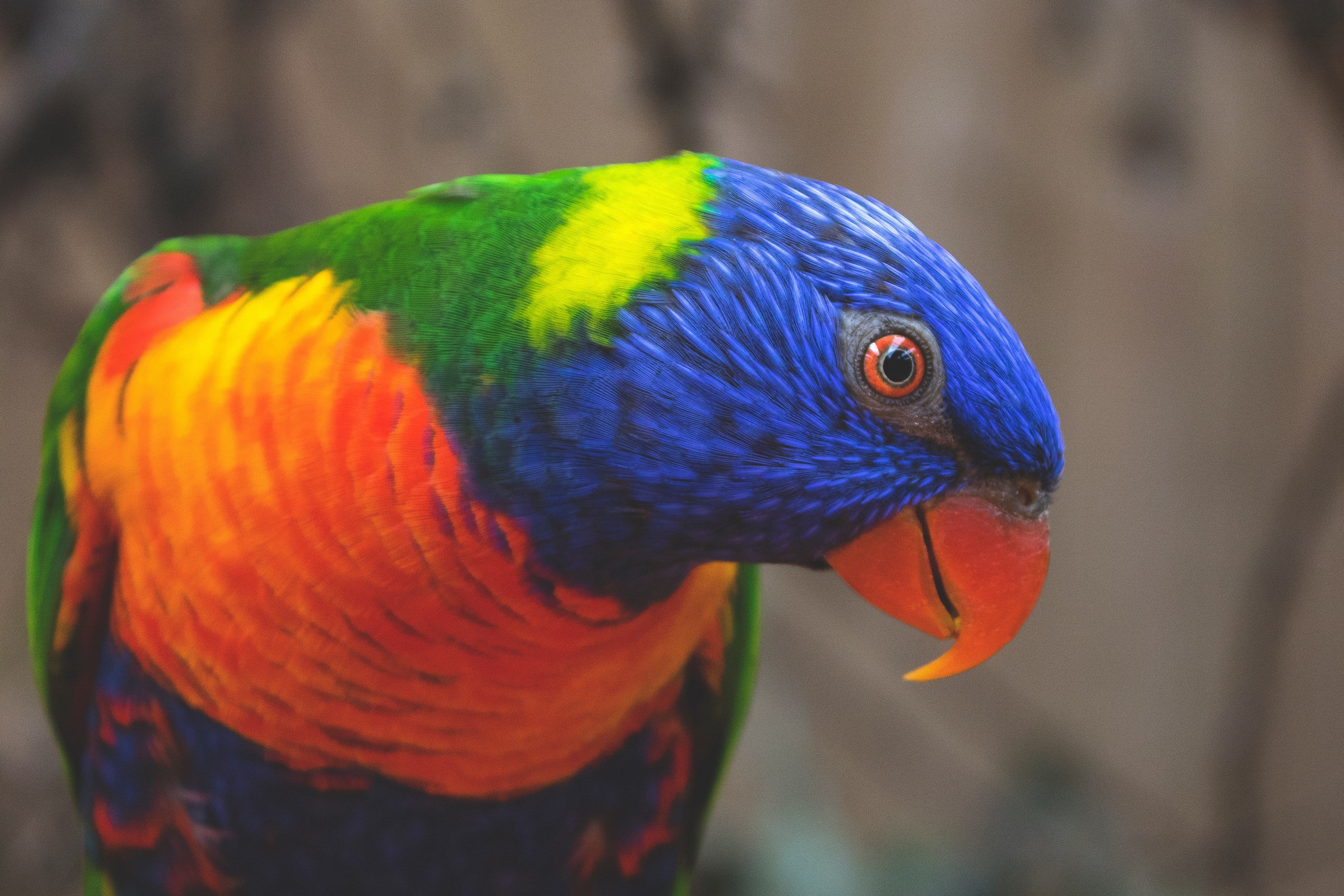 multicolored parrot tilting its head, allfarblori 4k, HD Wallpaper