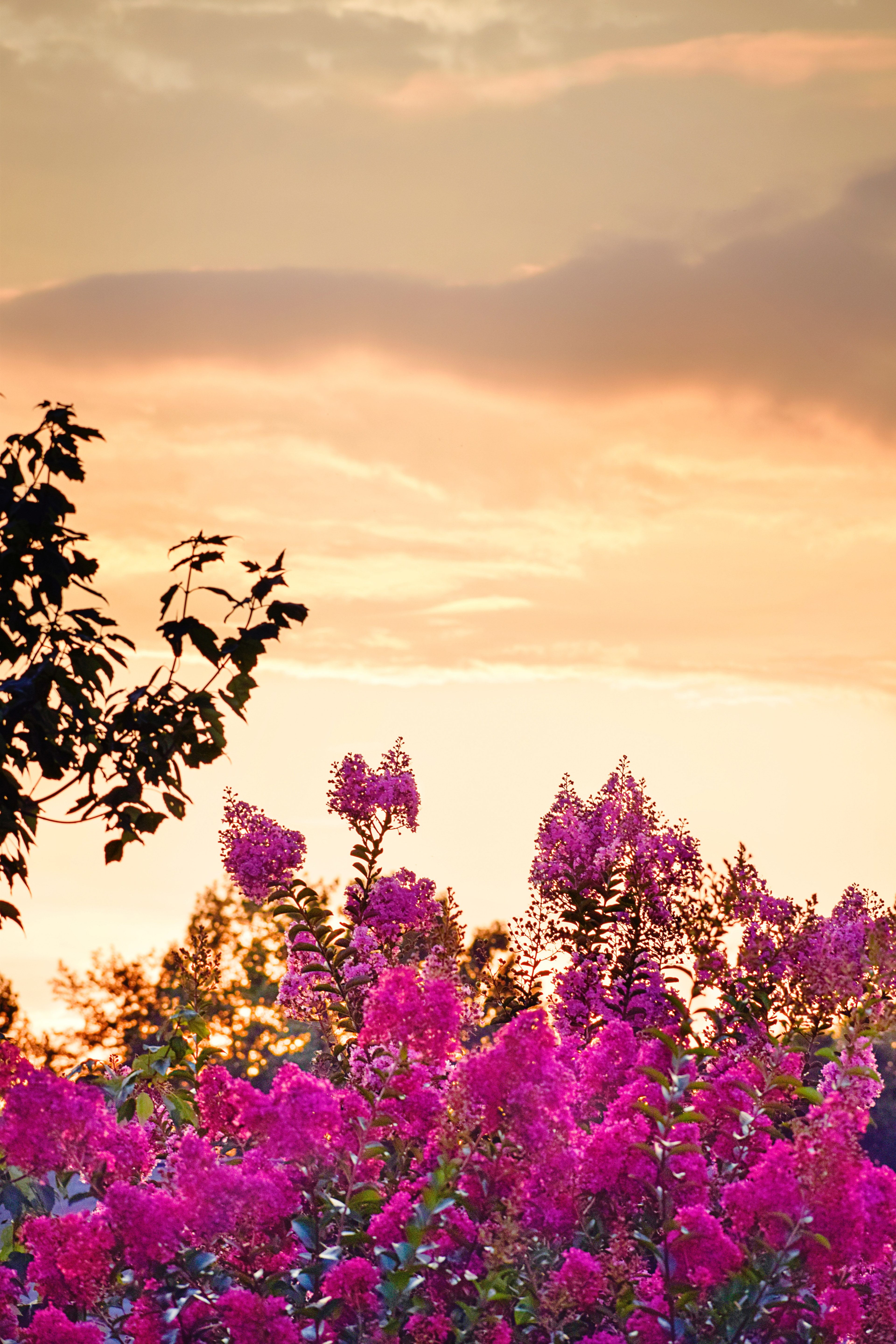 crape myrtles at sunset 4k, Phone HD Wallpaper