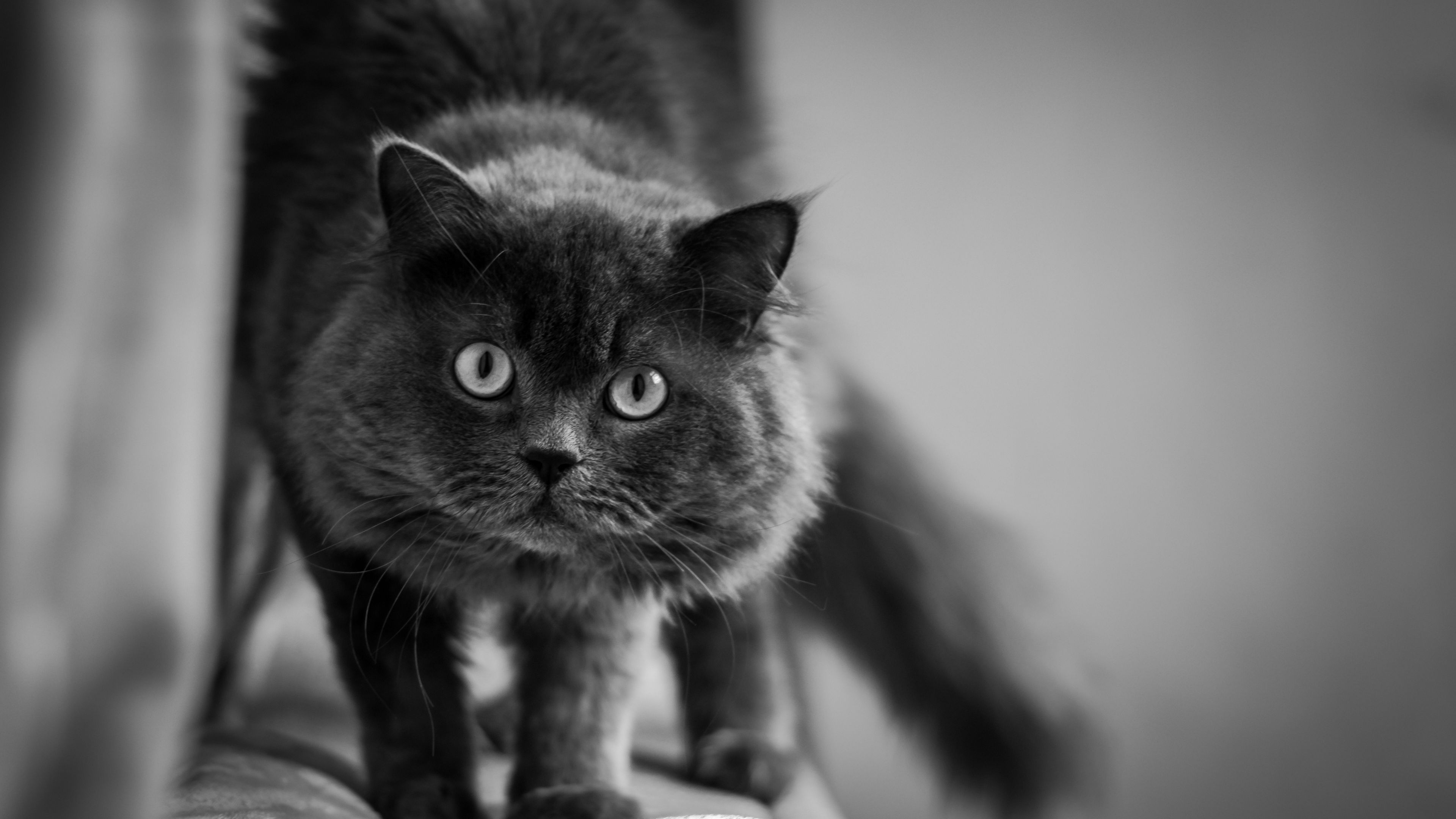 cat, muzzle, fluffy, eyes, bw, 4k, HD Wallpaper
