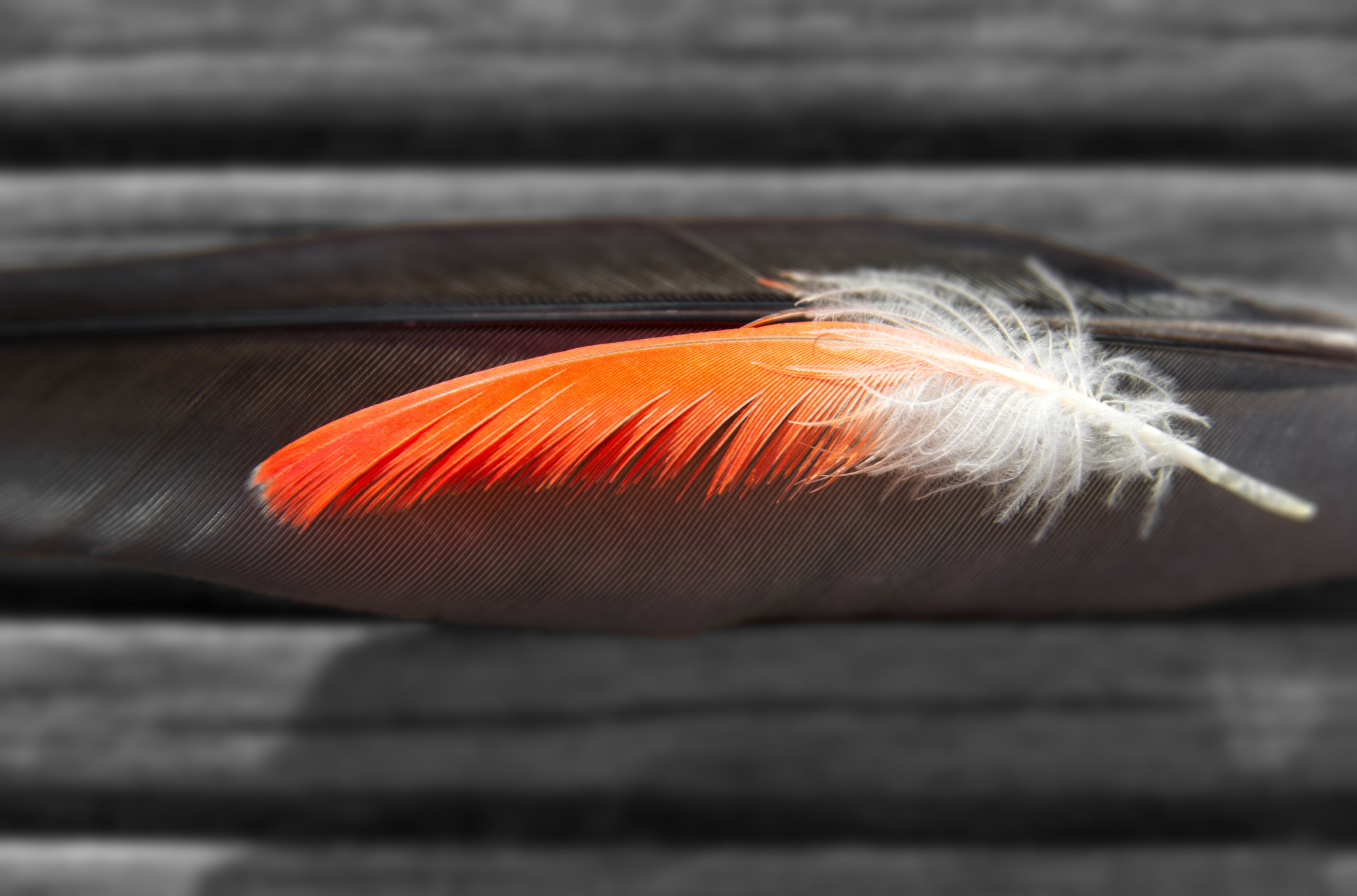 colorful feather stacked on a black feather, bird plumage 4k, HD Wallpaper
