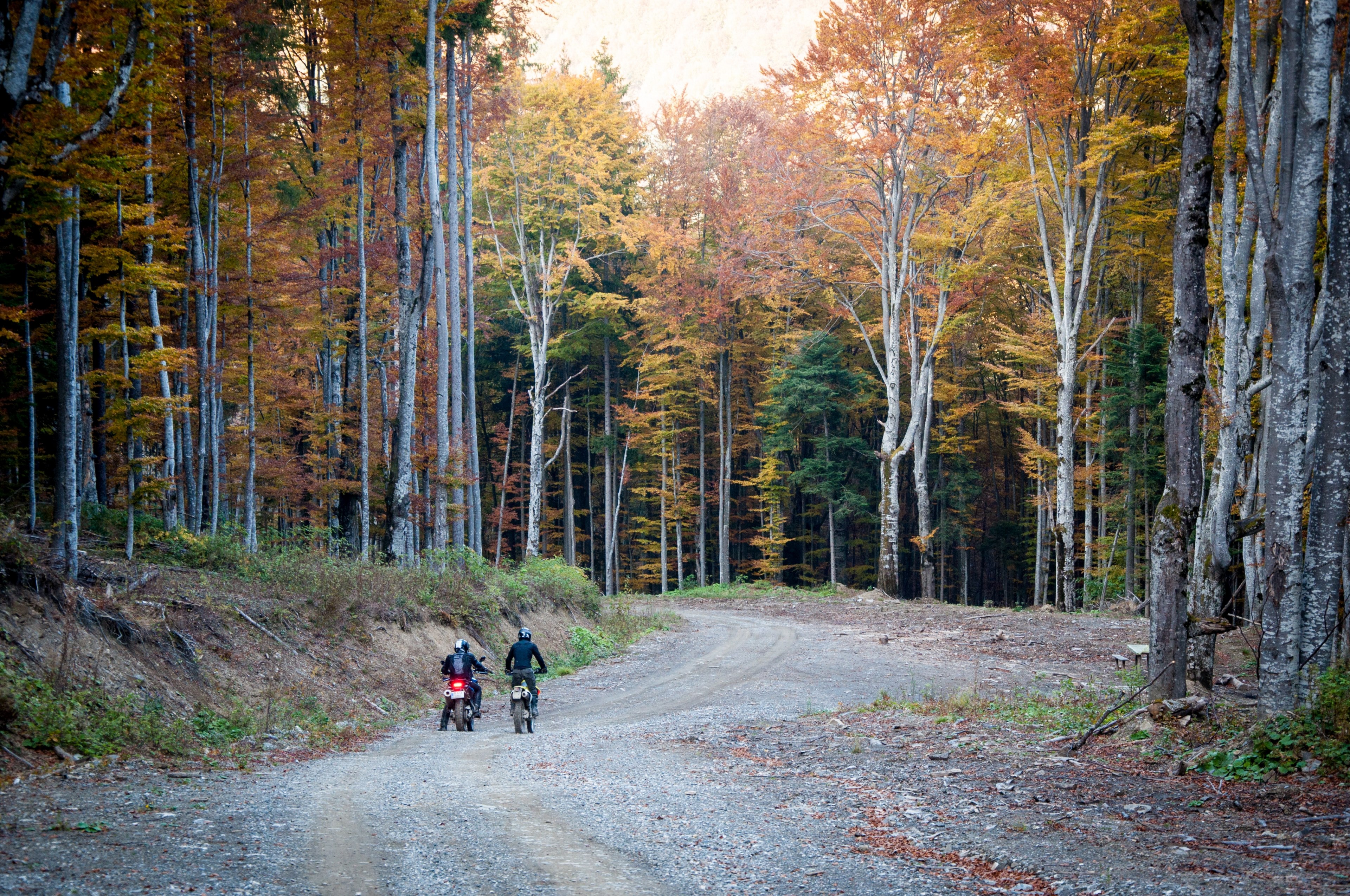 tree dirt road forest and bike 4k, HD Wallpaper