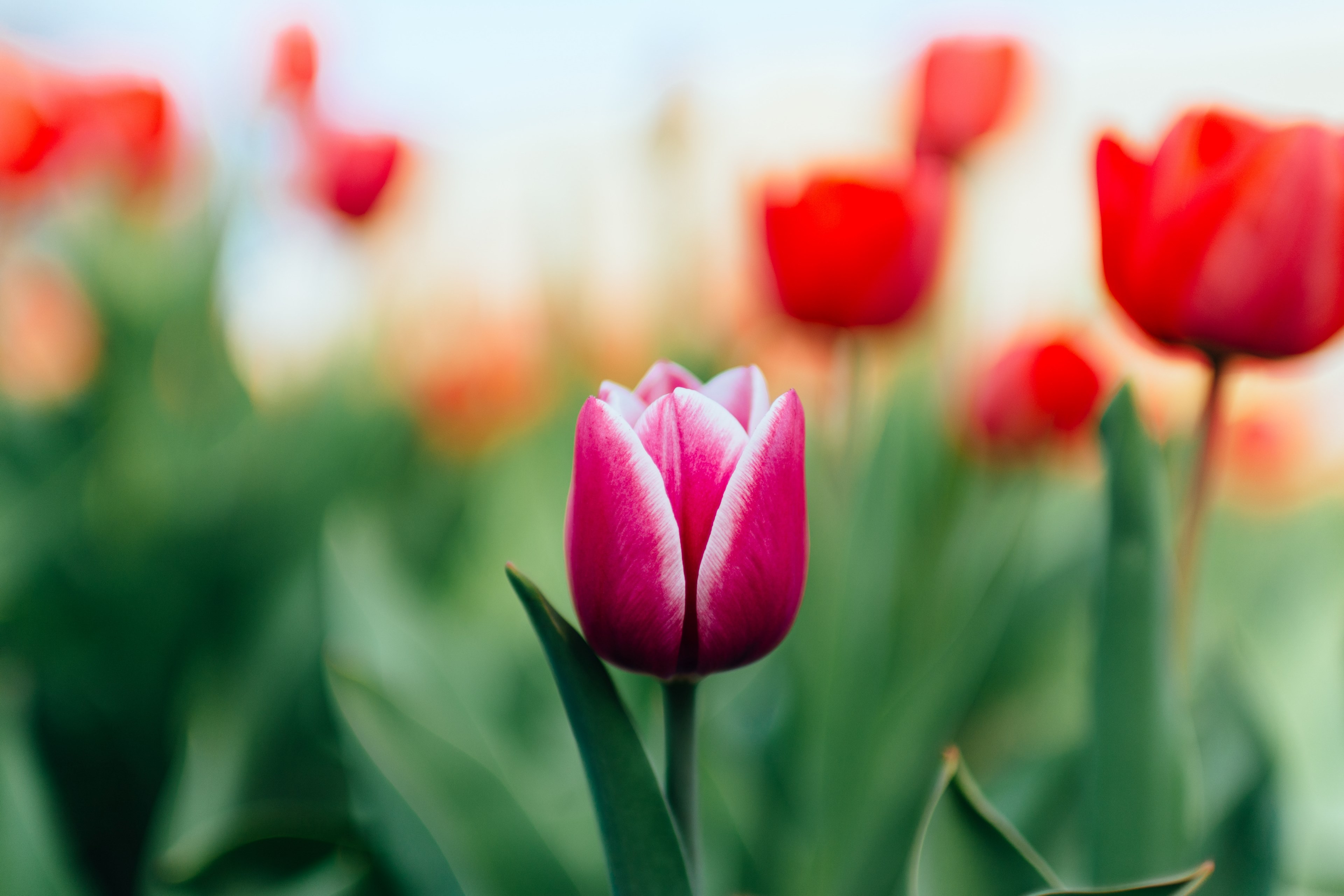 macro of blooming pink tulip and green stem in spring melitopol, purple of red 4k, HD Wallpaper