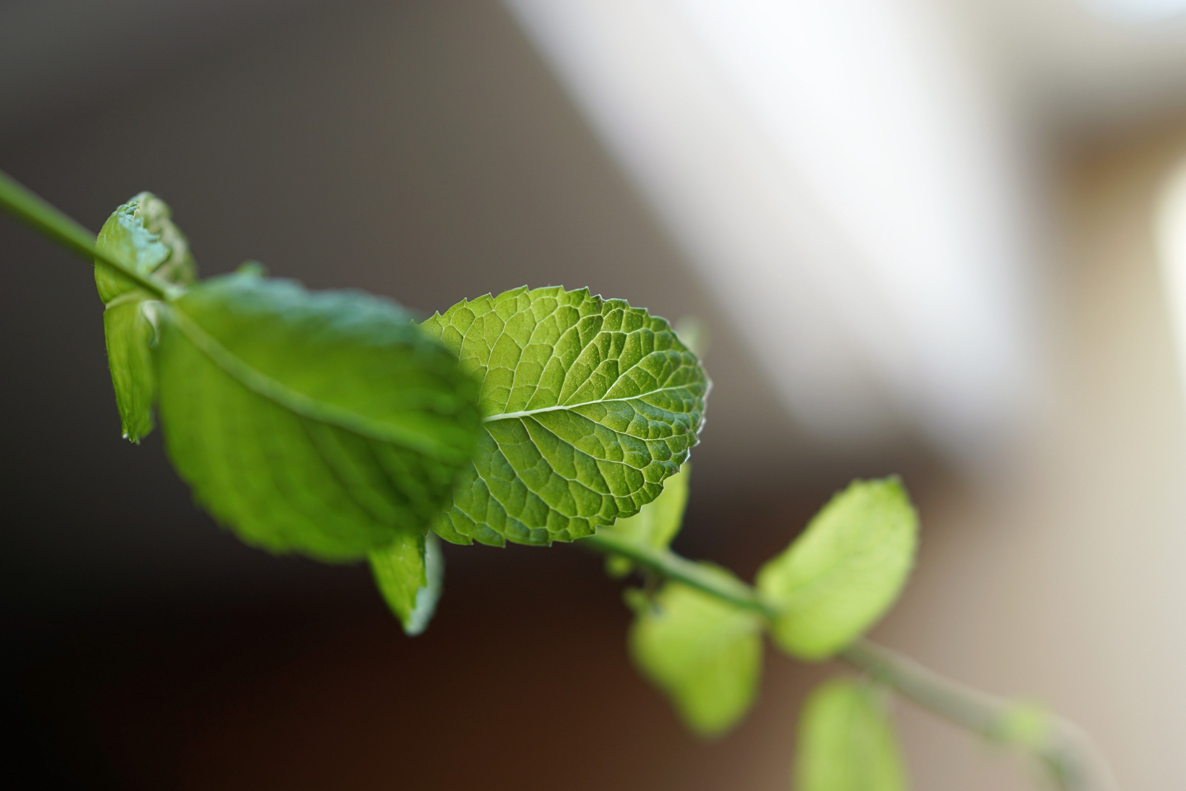 aperitif plant detail and mojito 4k, HD Wallpaper