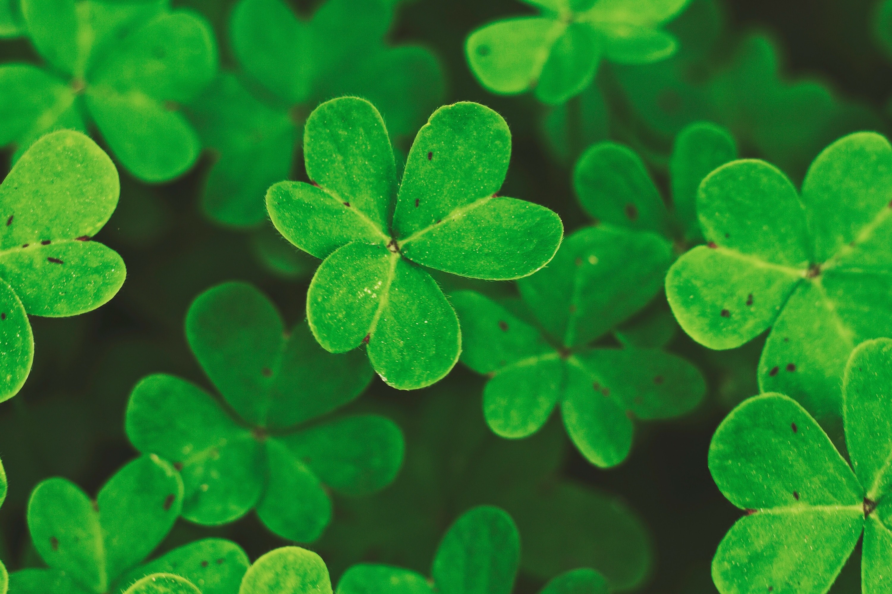 life nature plant and clover 4k, HD Wallpaper
