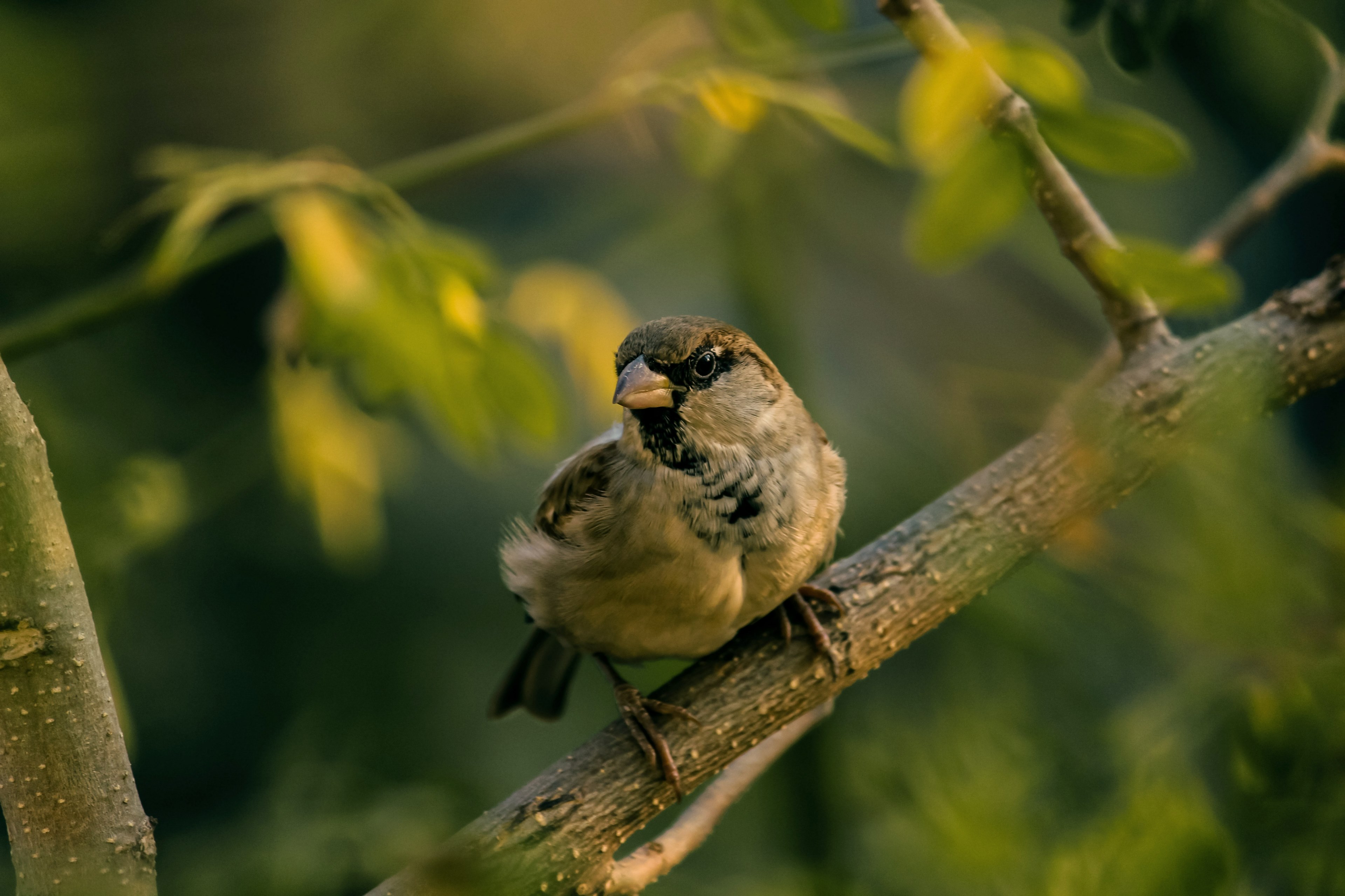 macro of a black and gray bird perched on a branch, bird on branch 4k, HD Wallpaper