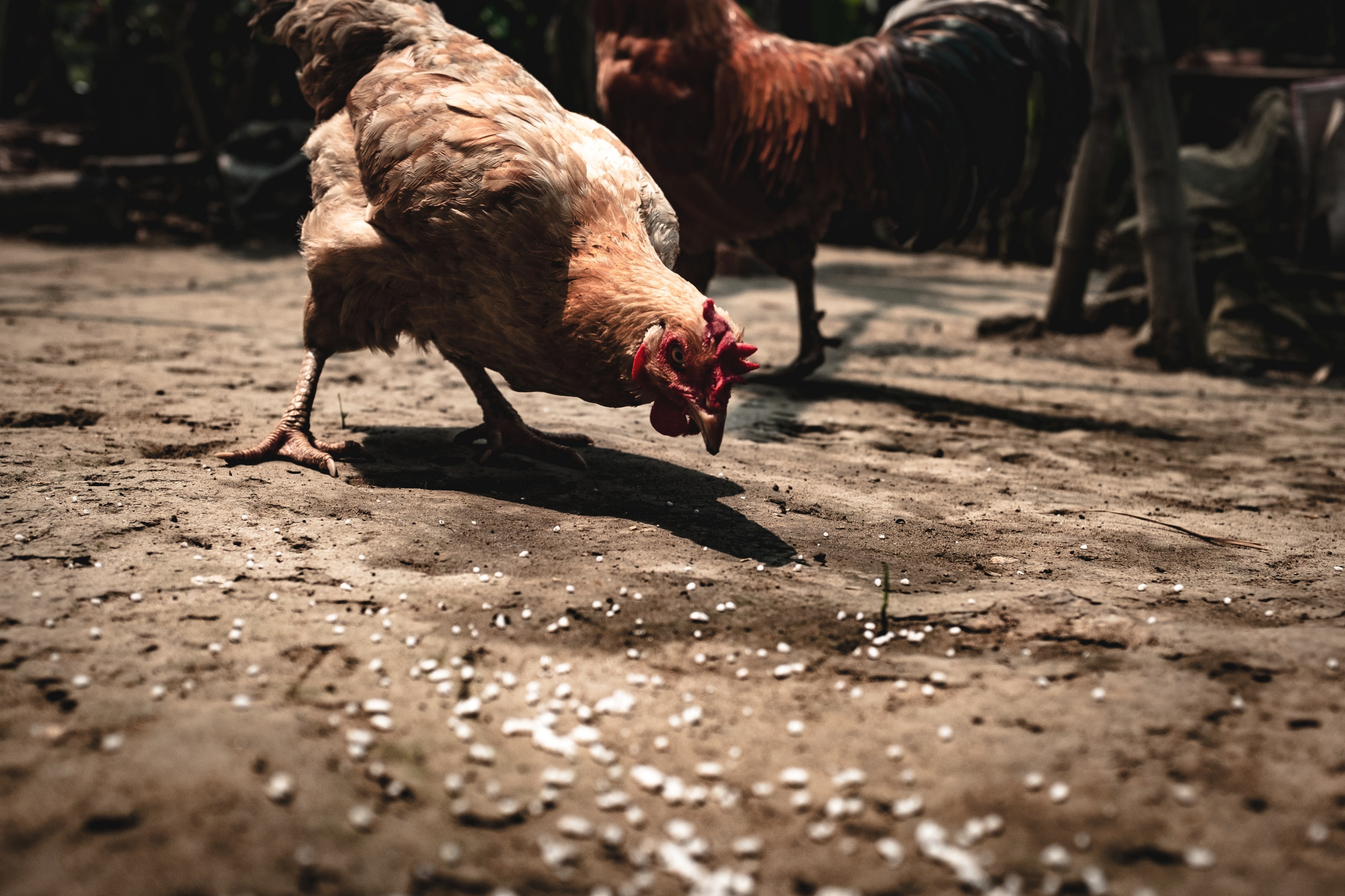 livestock of chickens pecking on corn as feed for themselves in hi an, chickens pecking on corn 4k, HD Wallpaper