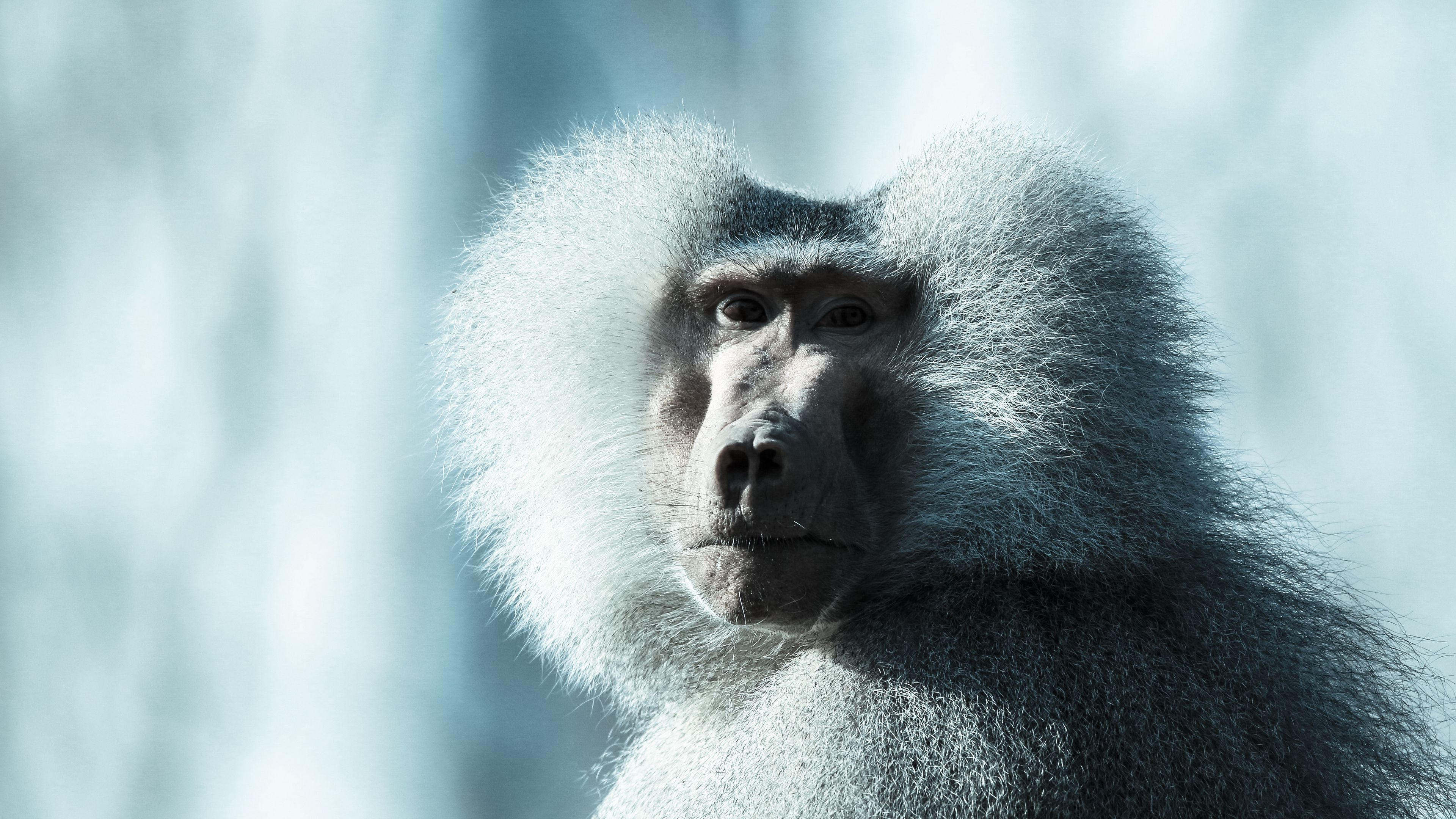 monkey, baboon, muzzle, fluffy, 4k, HD Wallpaper