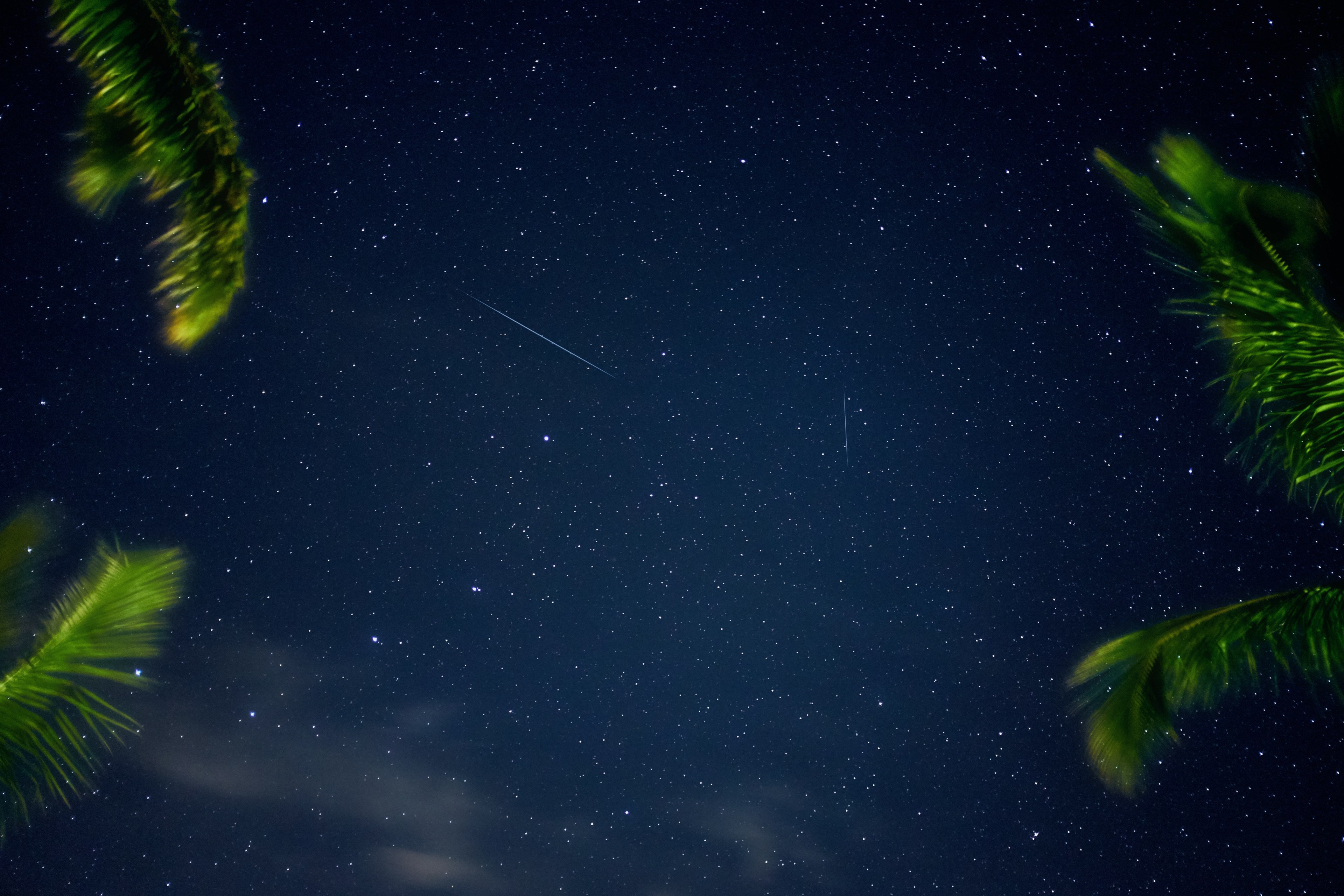 long exposure shot looking up through palm trees at the star studded night sky at makena beach, night sky at makena beach 4k, HD Wallpaper