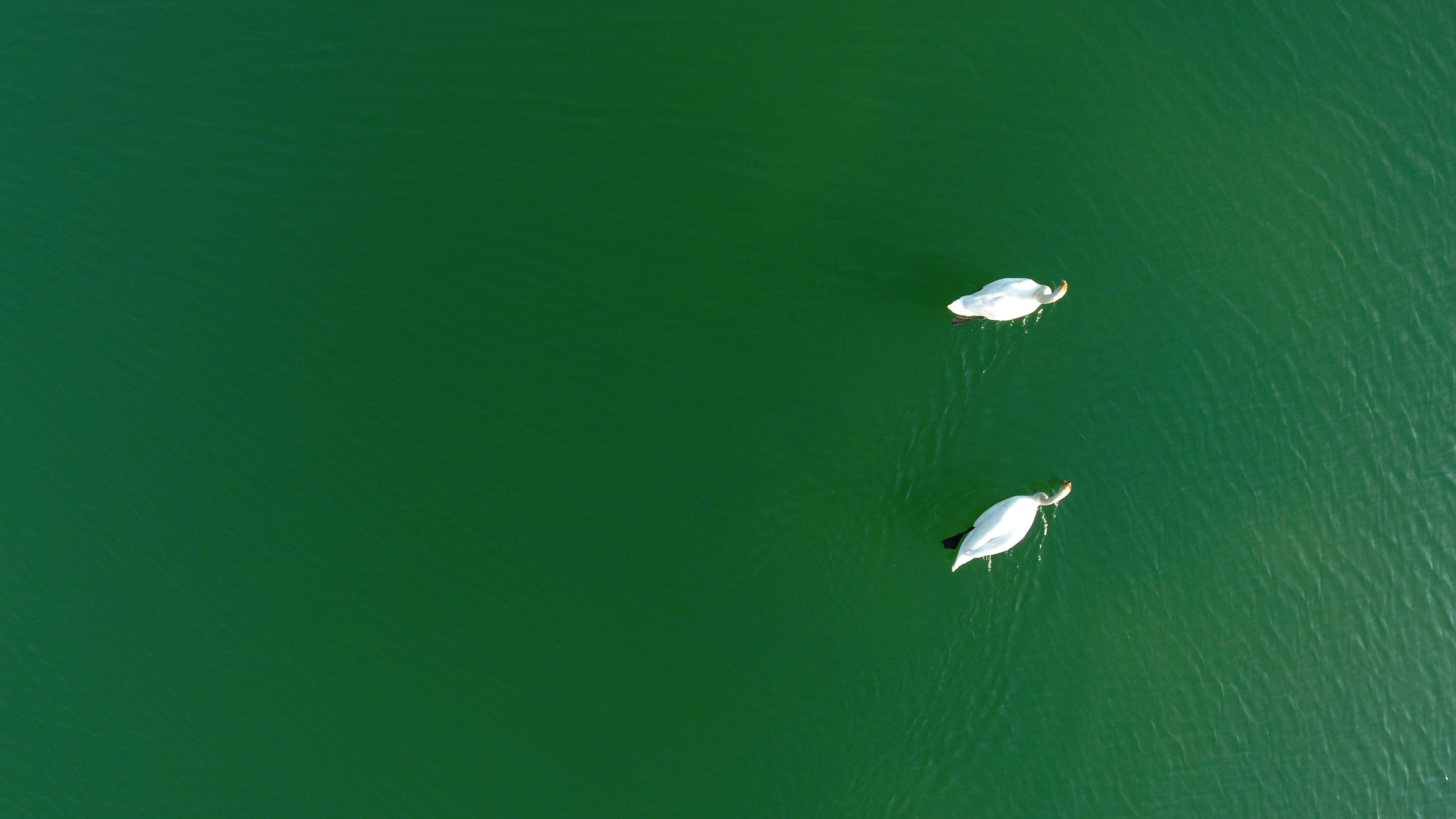 swans 4k, HD Wallpaper