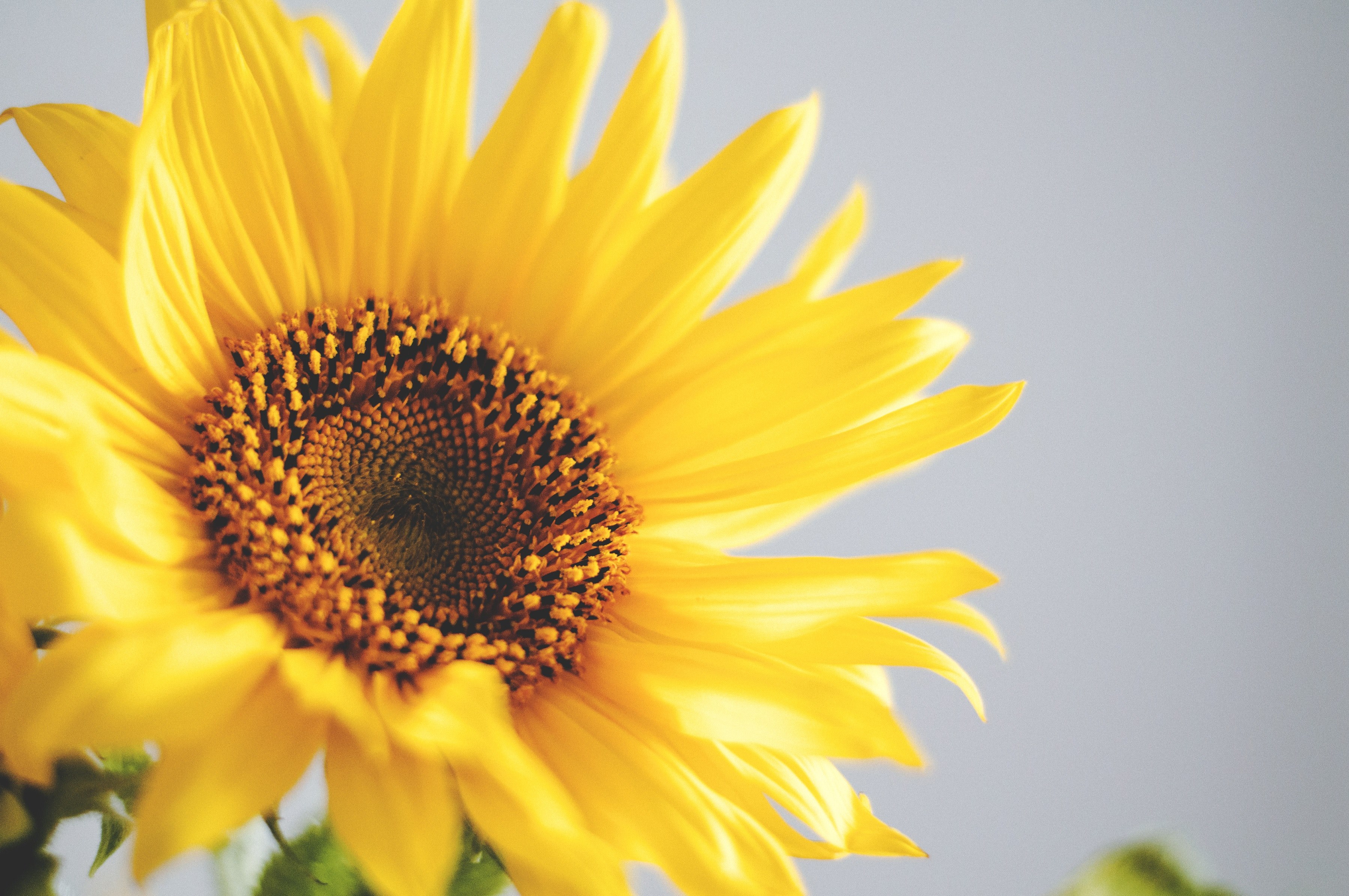 close up of a sunflower head, elegant sunflower 4k, HD Wallpaper