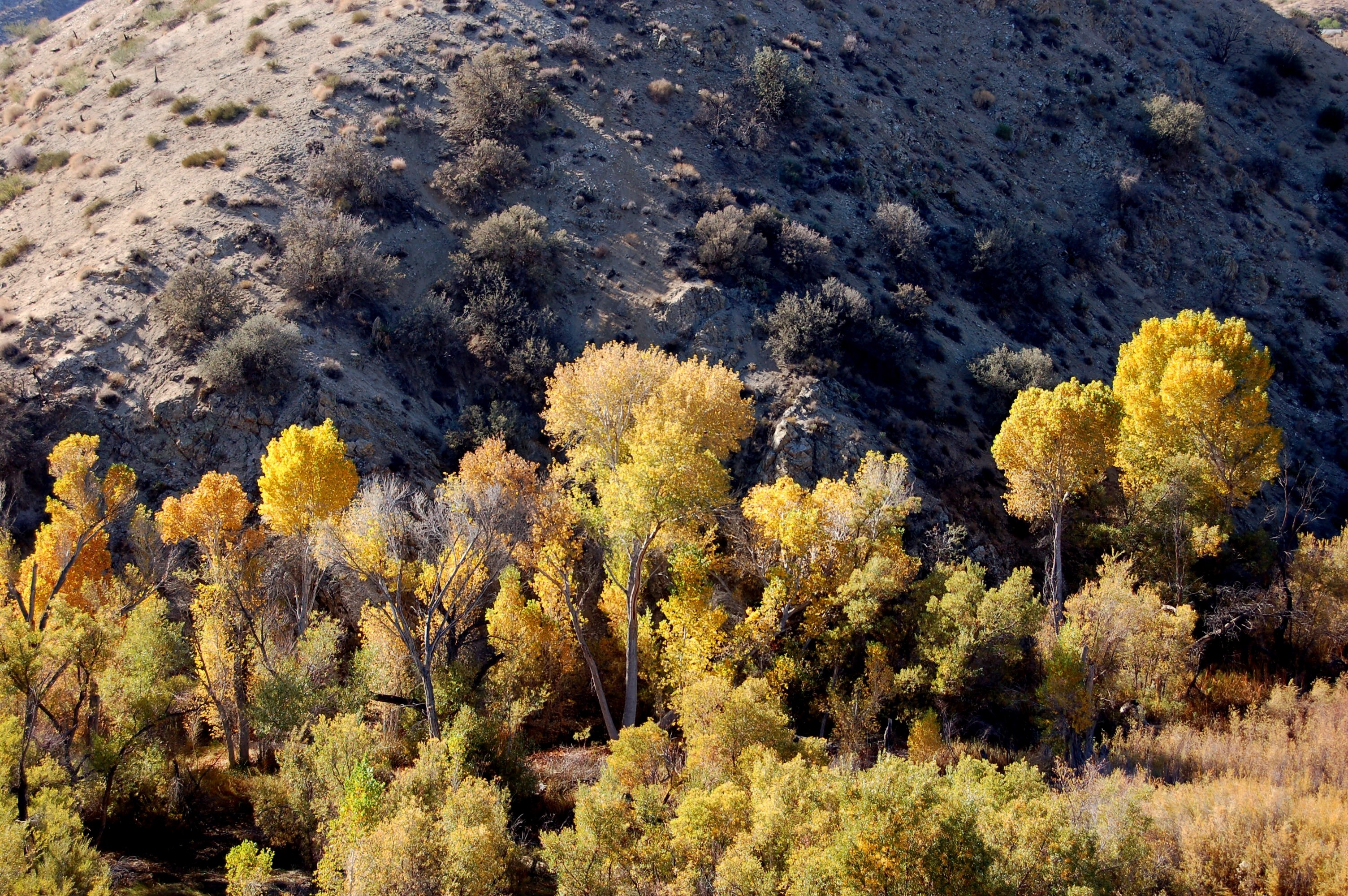 big morongo canyon preserve 4k, HD Wallpaper