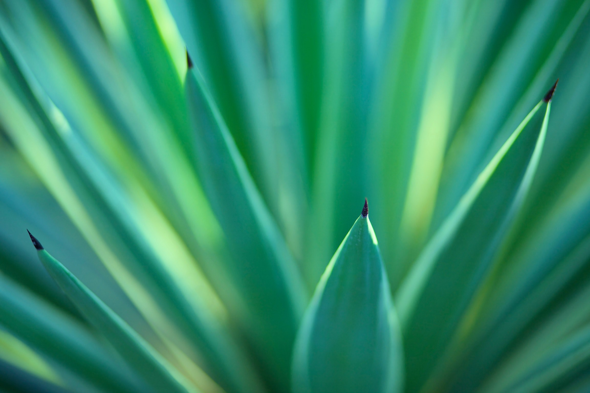 a macro shot of sharp green flax leaves shooting upwards, flax leaves pointing upwards 4k, HD Wallpaper