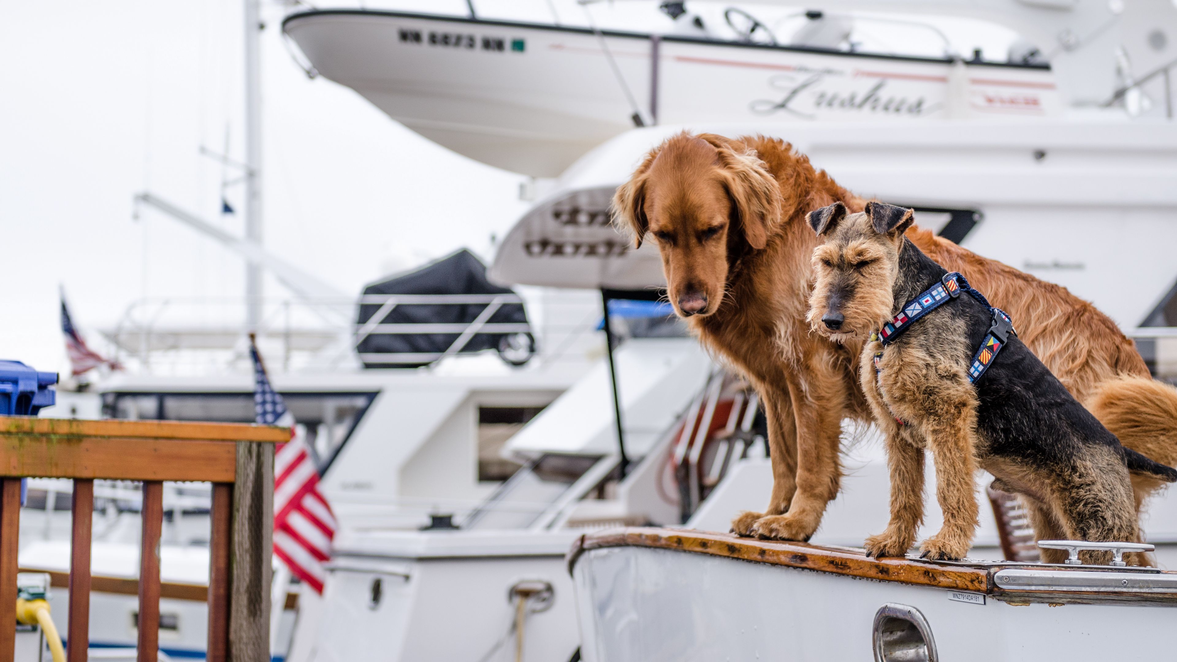 dogs, boat, couple, 4k, HD Wallpaper