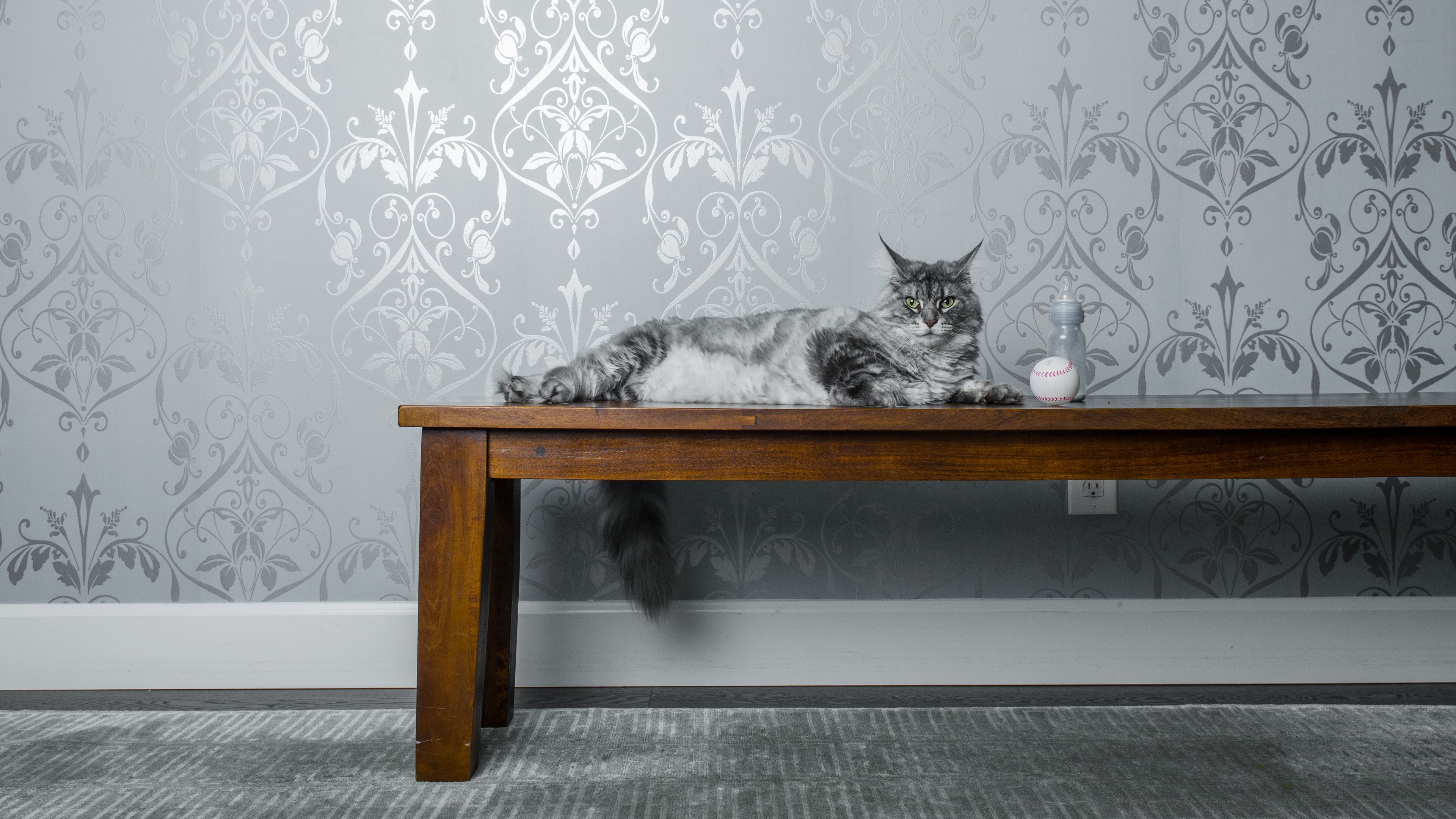 cat, bench, milk, ball, 4k, HD Wallpaper