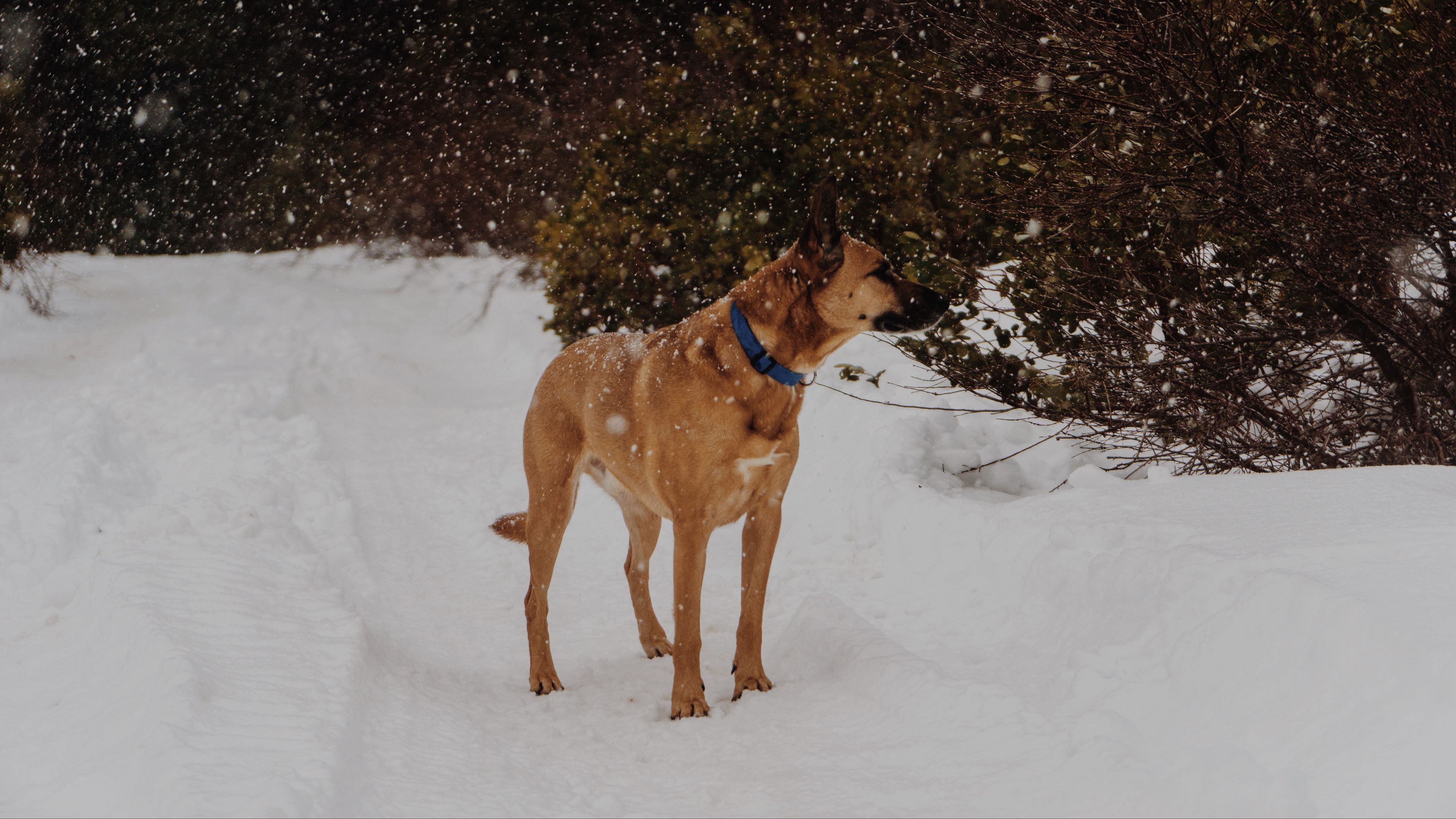 dog, snowfall, walk, 4k, HD Wallpaper