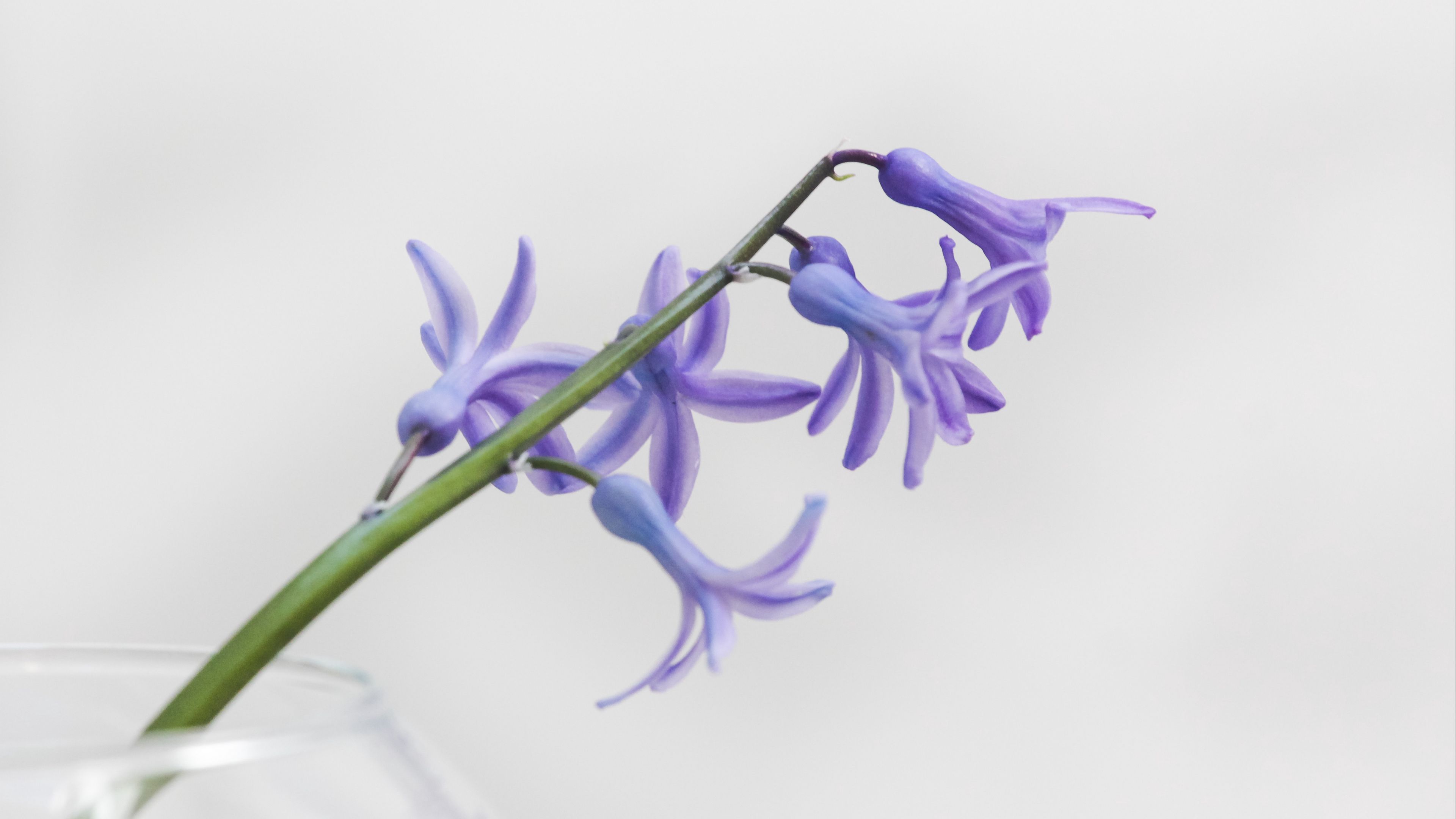 flower, petals, lilac, branch, 4k, HD Wallpaper