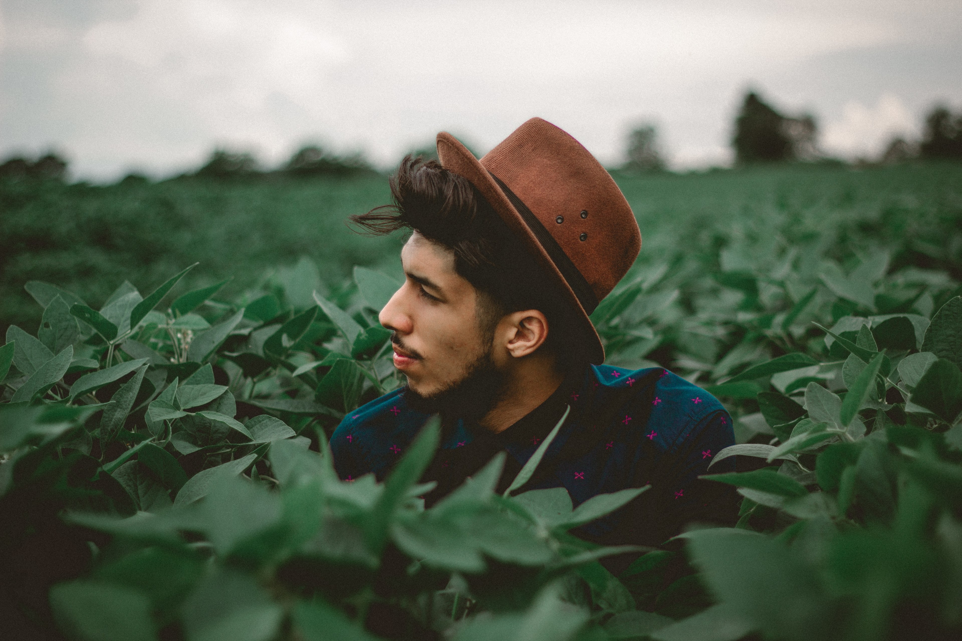 man in a hat peeks head over a field of leaves, hidden in leaves 4k, HD Wallpaper