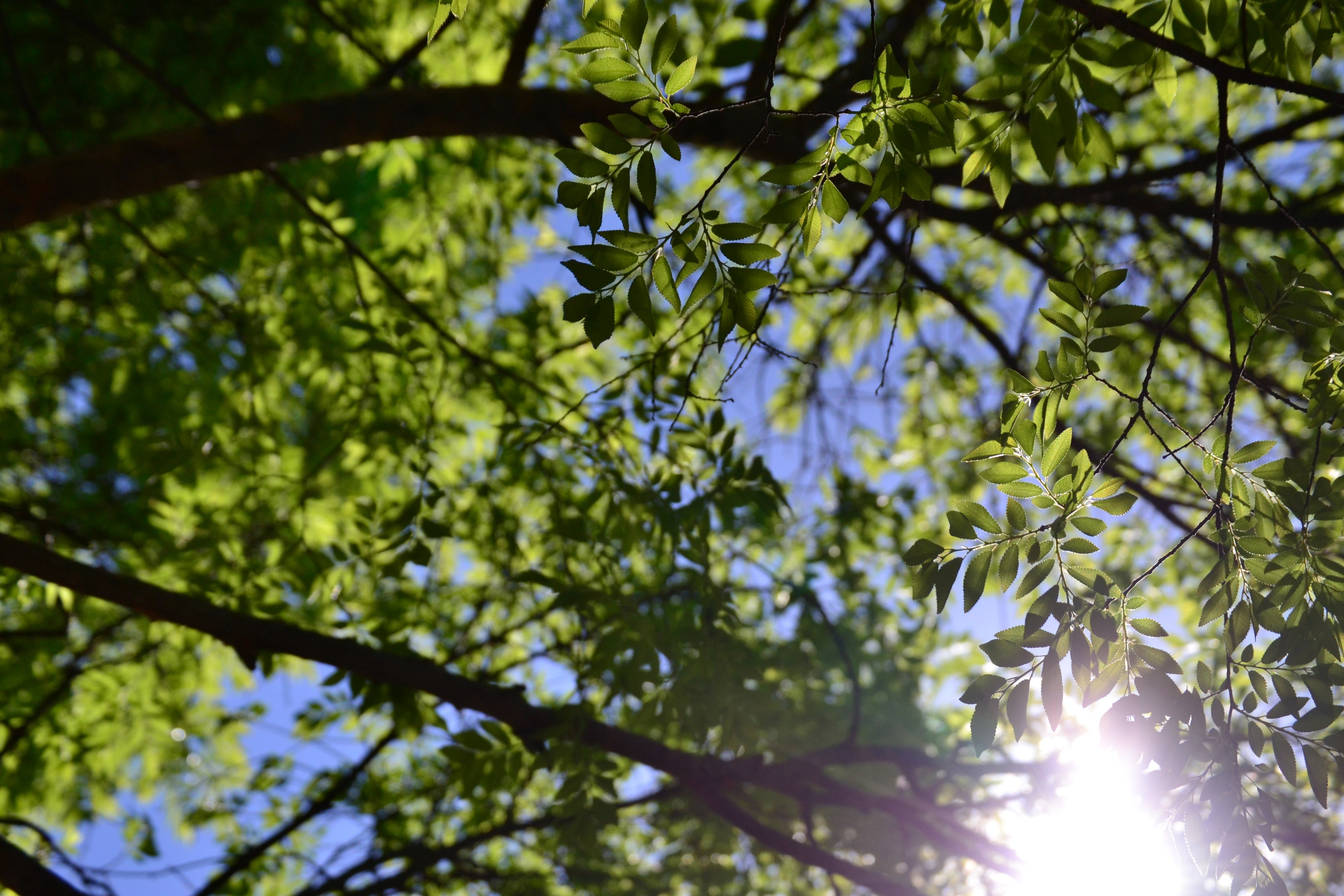 bright sun shining through a canopy of leafy branches, morning sun through the branches 4k, HD Wallpaper