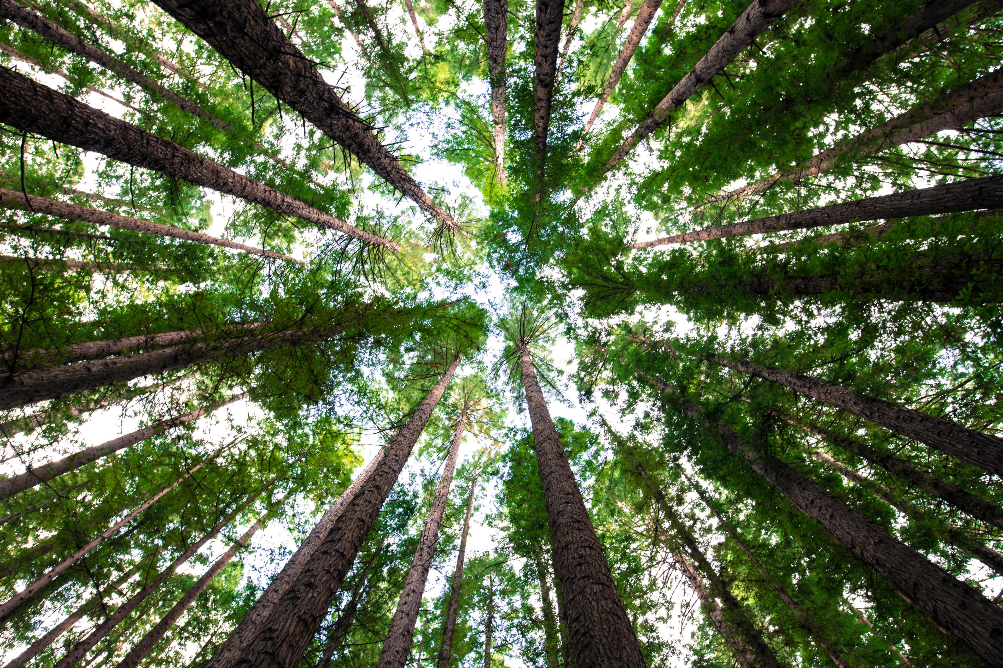 tree forest wood and branch 4k, HD Wallpaper