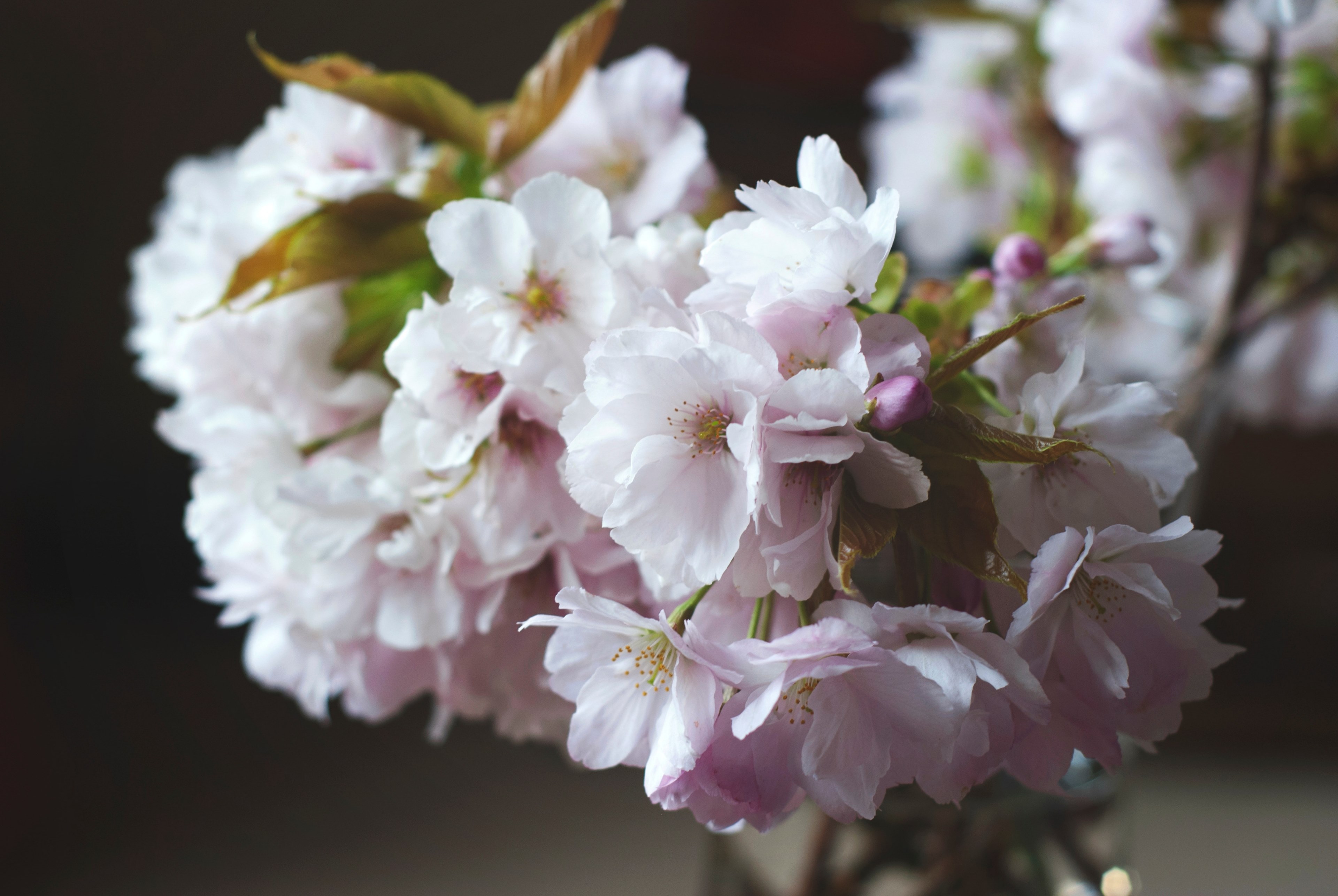 close up of cherry tree floral blossom in spring, blossom 4k, HD Wallpaper