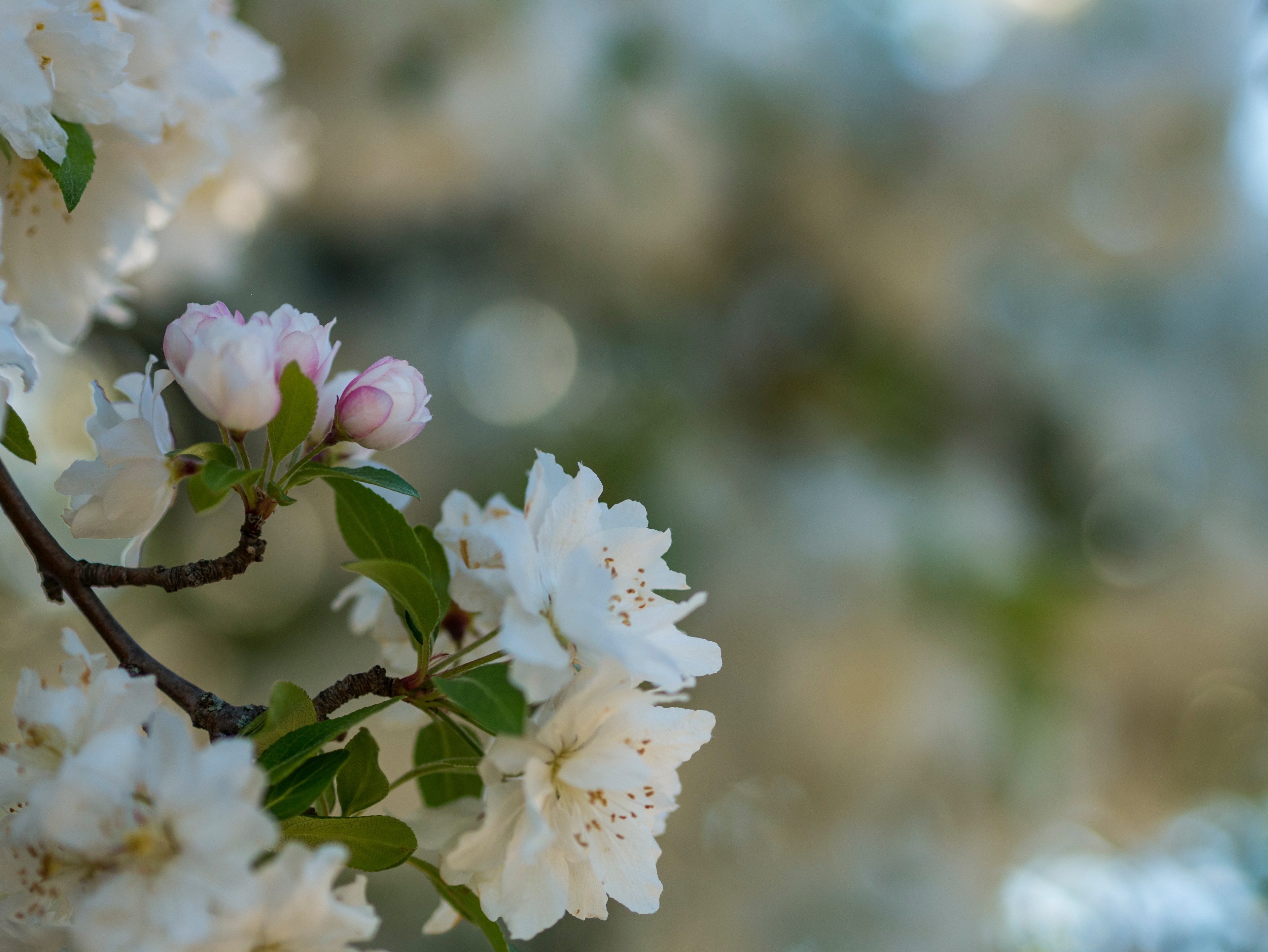 a macro shot of blooming cherry blossom, cherry blossom in macro 4k, HD Wallpaper