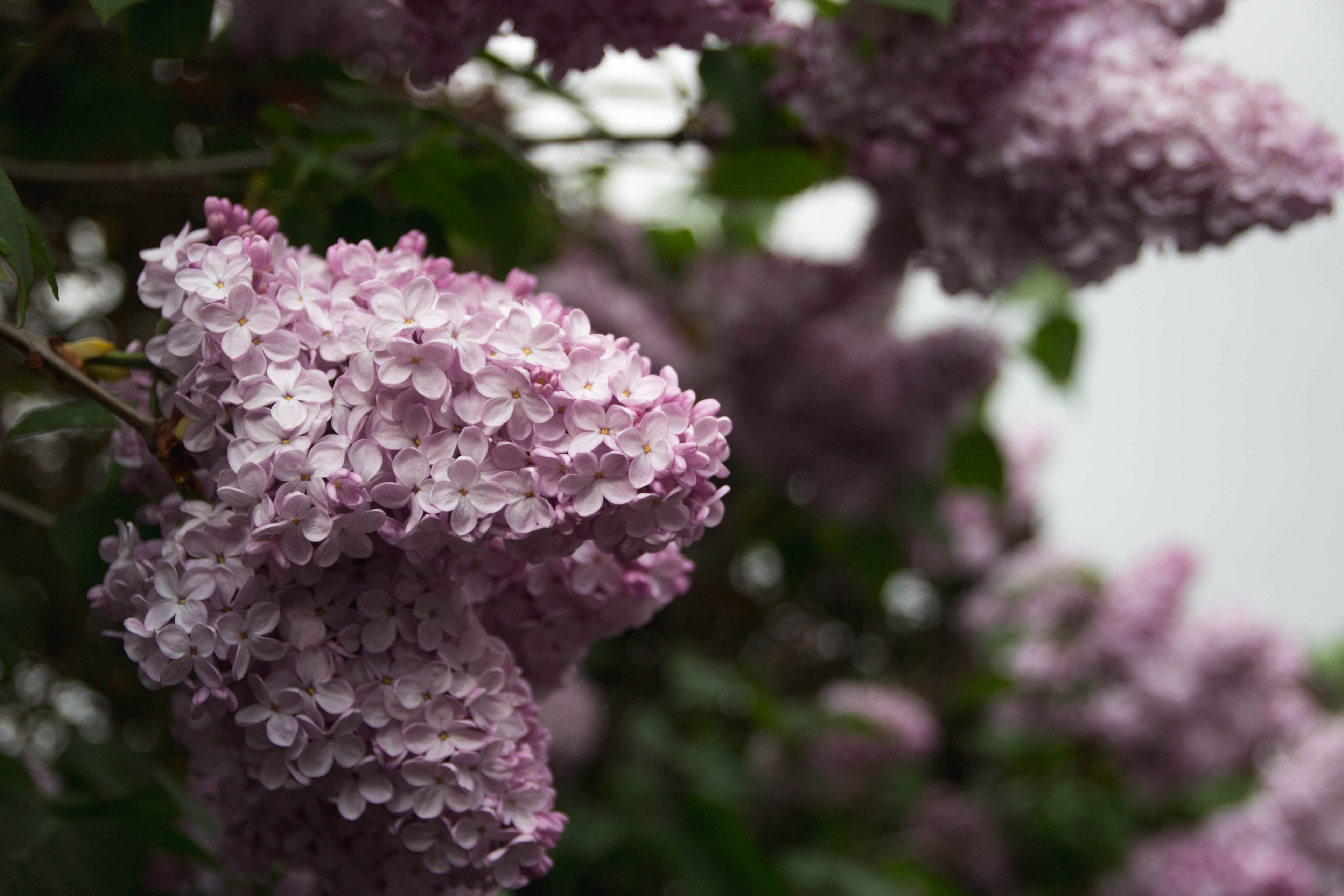 lilac flower flora and blossom 4k, HD Wallpaper