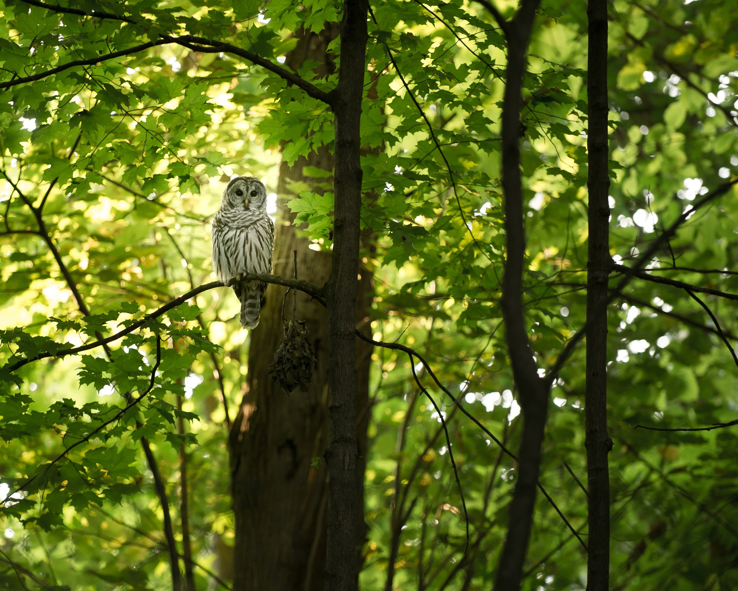 an owl perched on a branch of a green maple tree in madison, barred owl visit 4k, HD Wallpaper