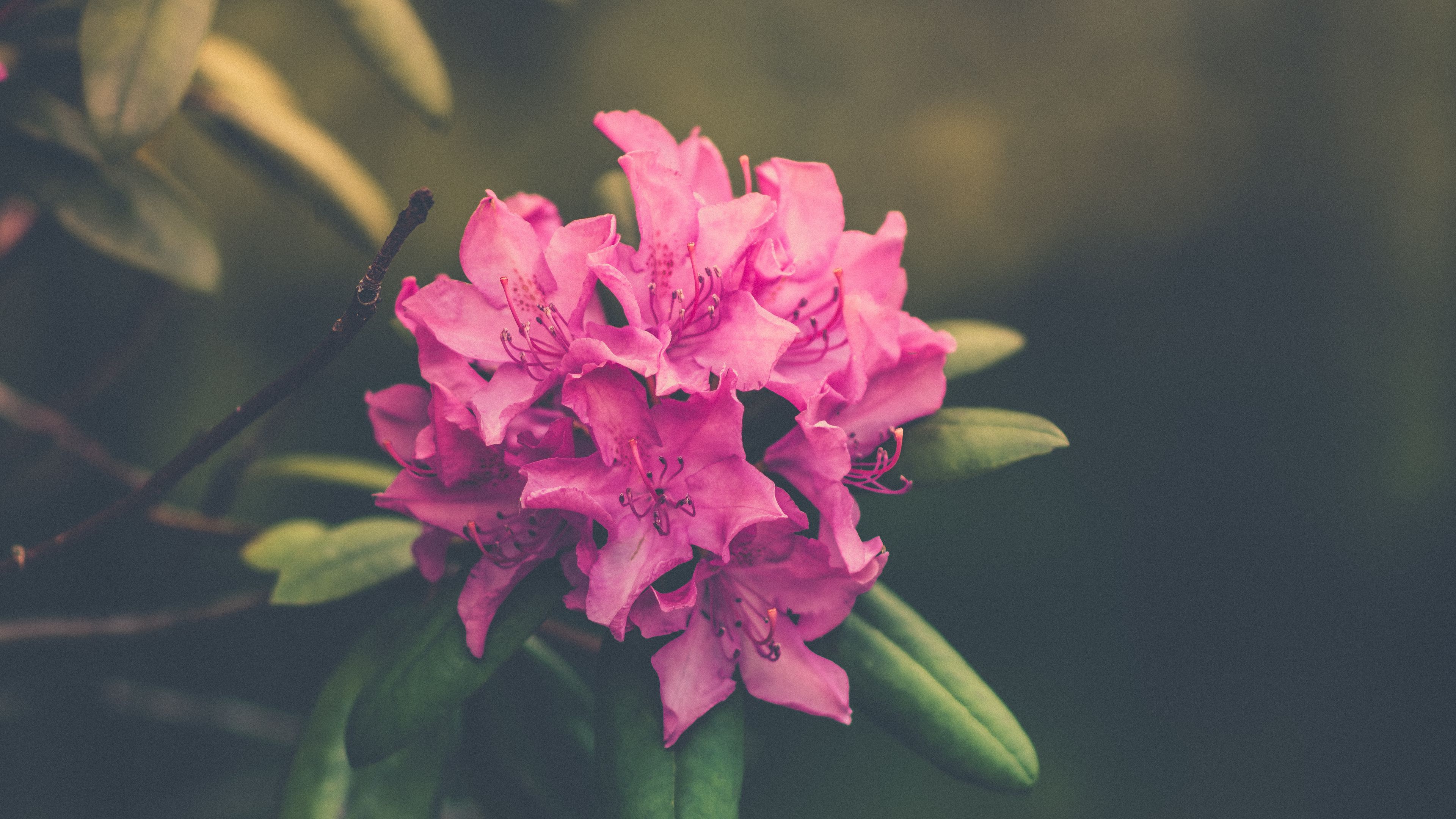 flower, bud, petals, bright, 4k, HD Wallpaper