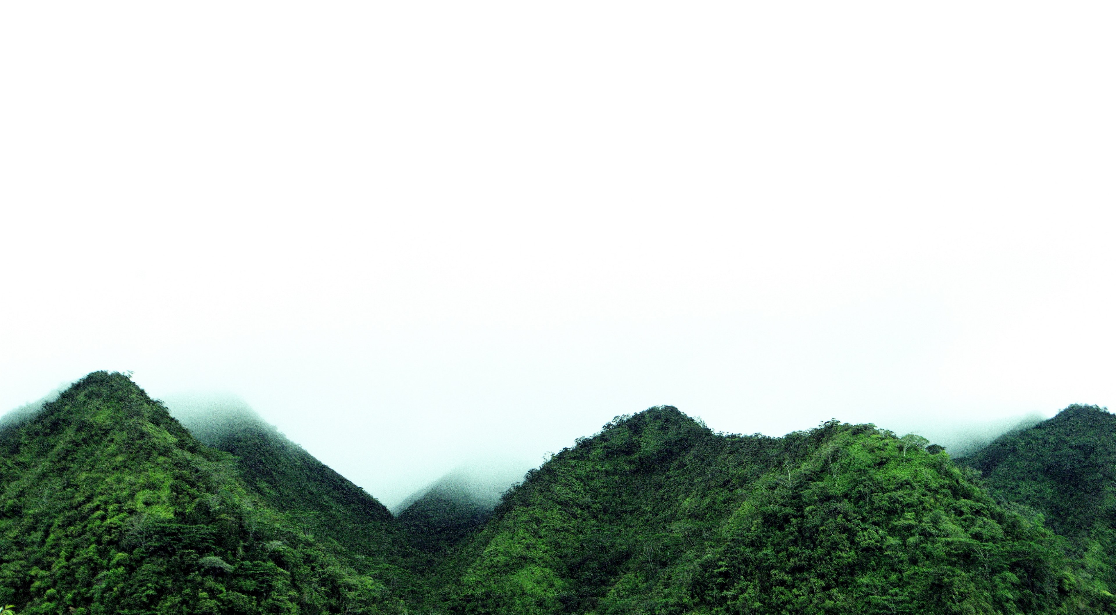 misty manoa mornings 4k, HD Wallpaper