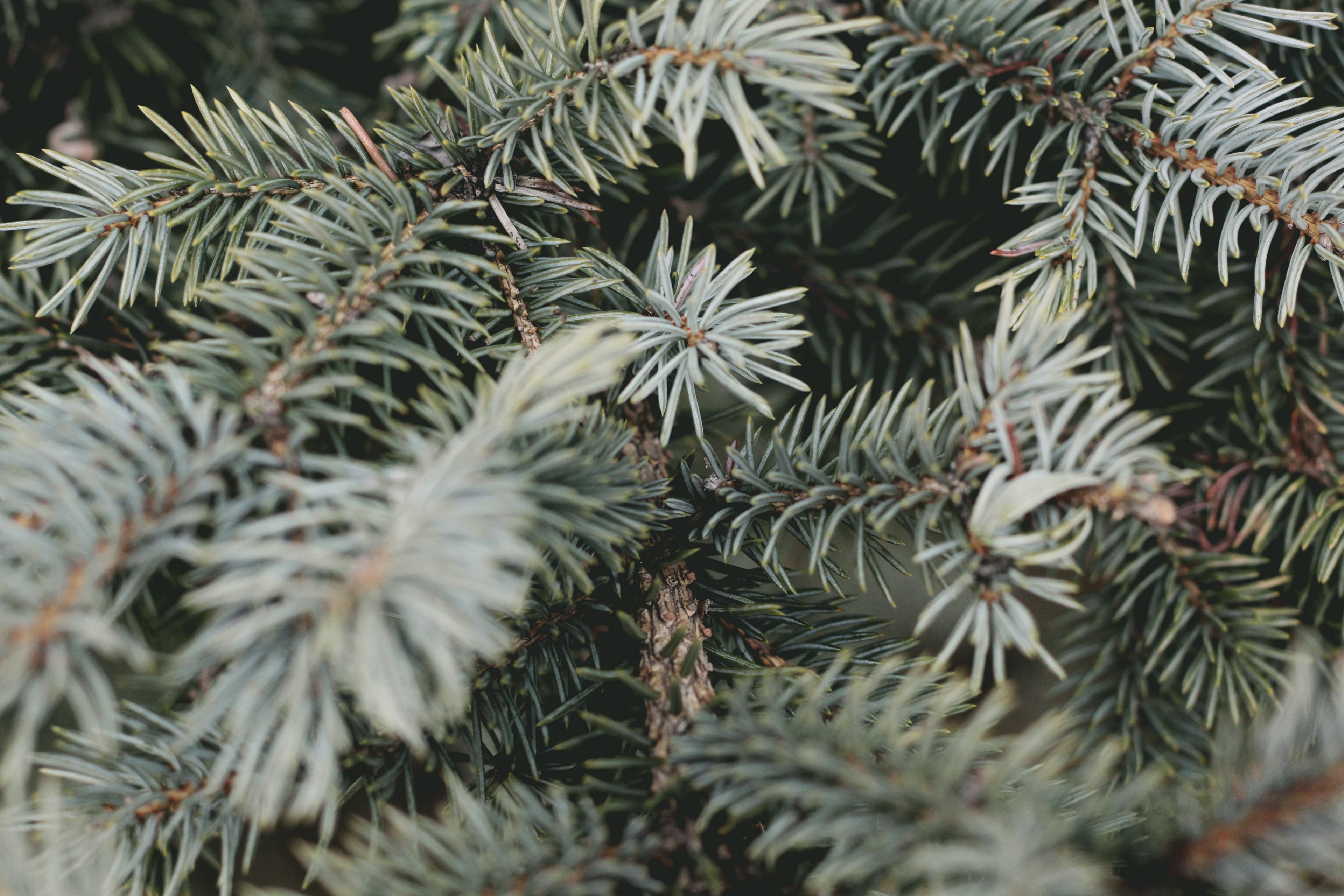 pine green evergreen and pine needle 4k, HD Wallpaper
