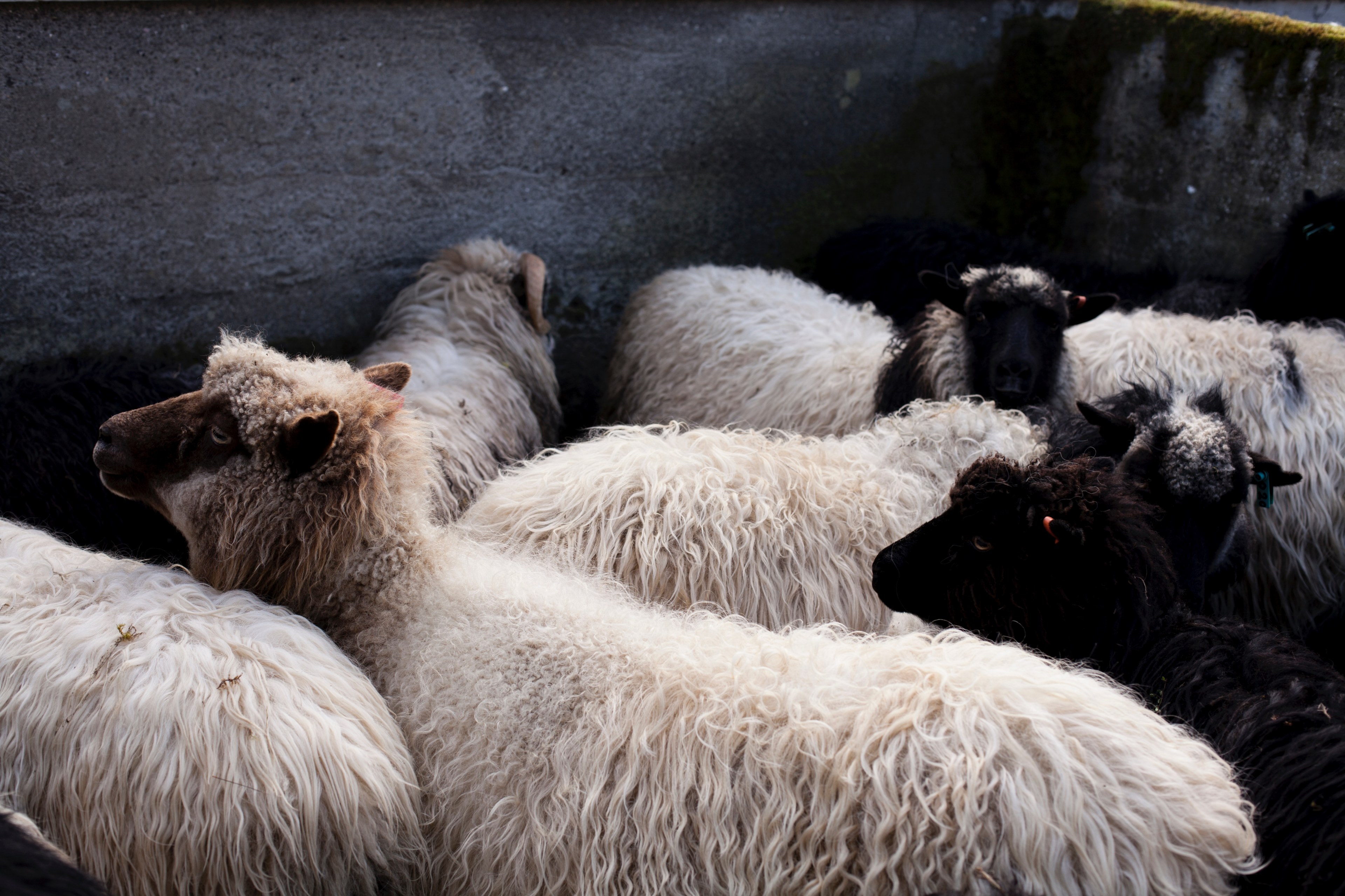 herd of sheep gathered inside a barn, sheep 4k, HD Wallpaper