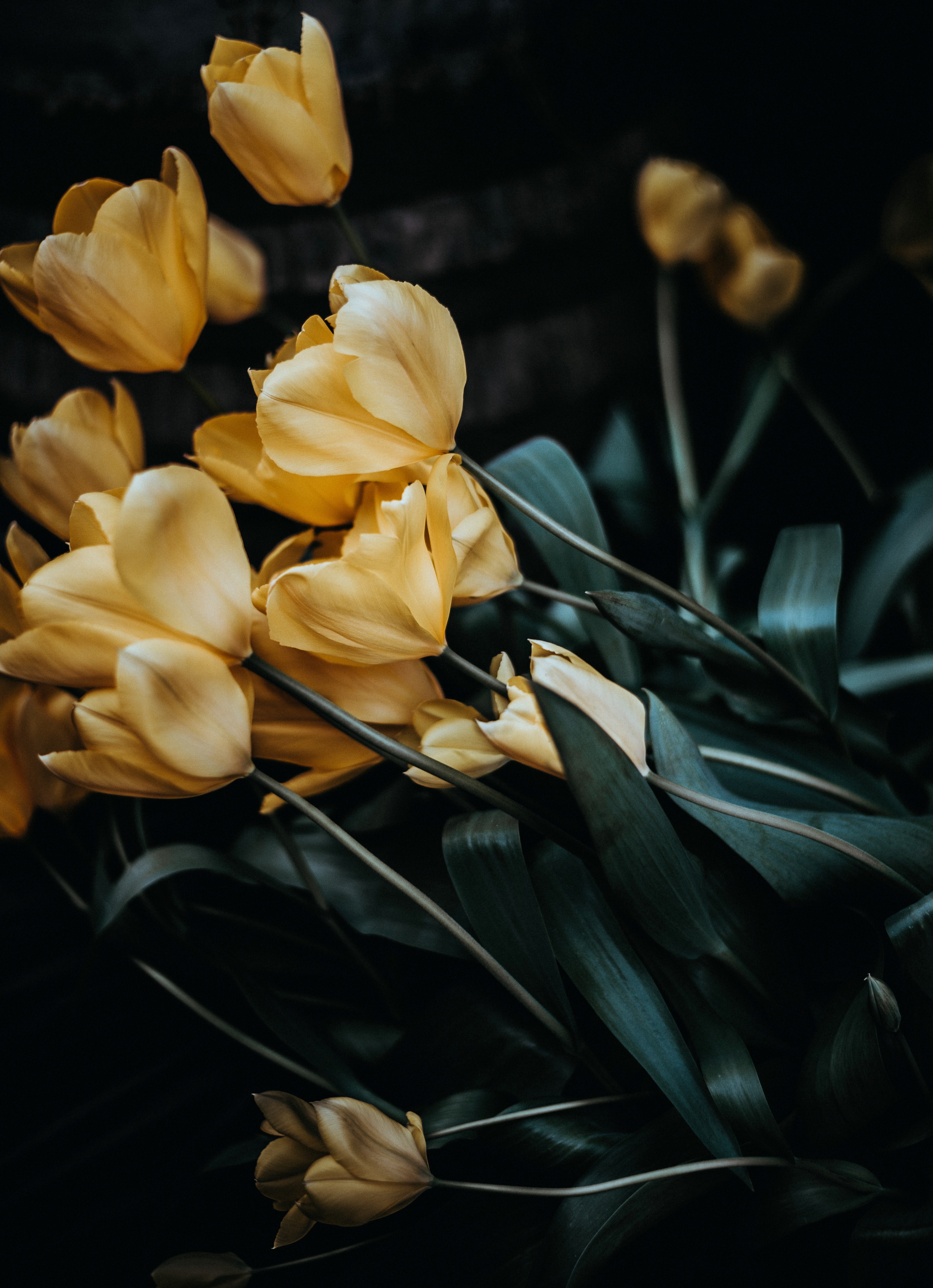 a bunch of yellow tulips leaning to the side, tulips 4k, Phone HD Wallpaper