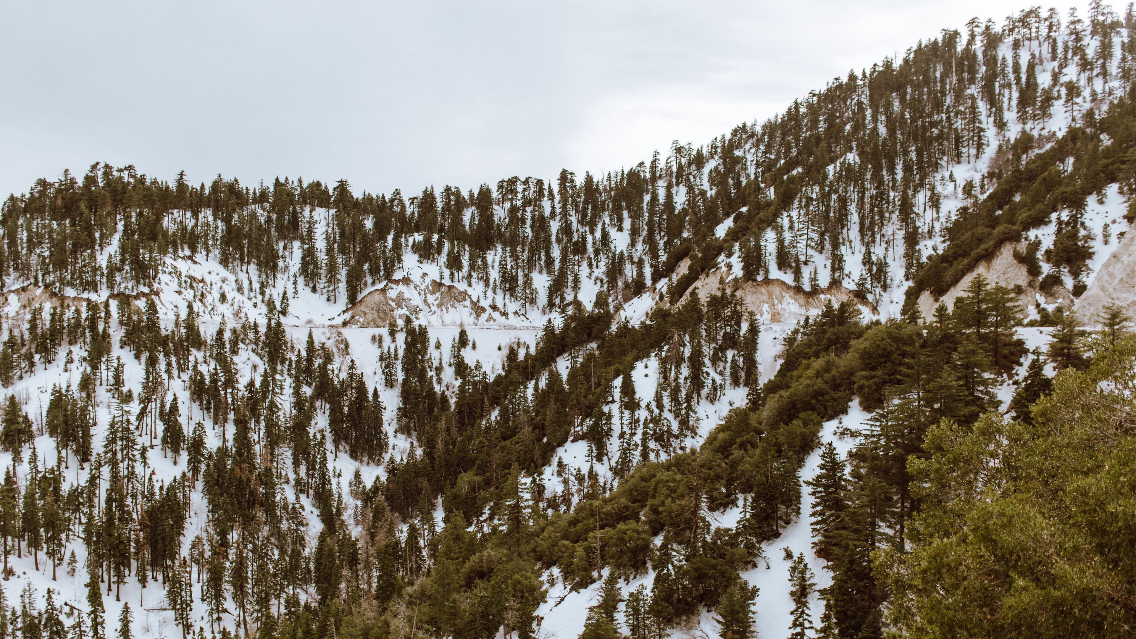 trees, mountains, snow, peaks, 4k, HD Wallpaper