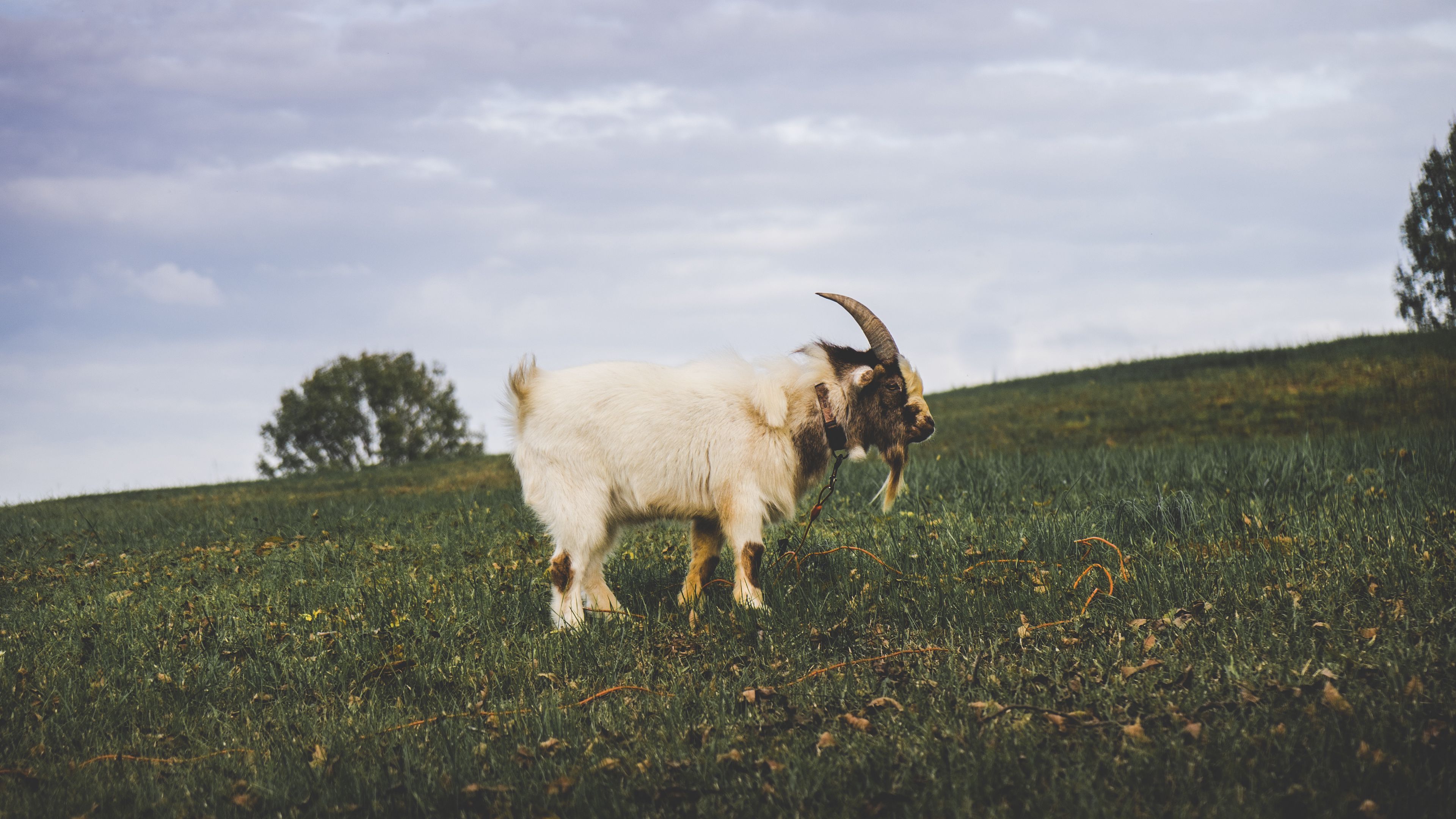goat, field, grass, 4k, HD Wallpaper