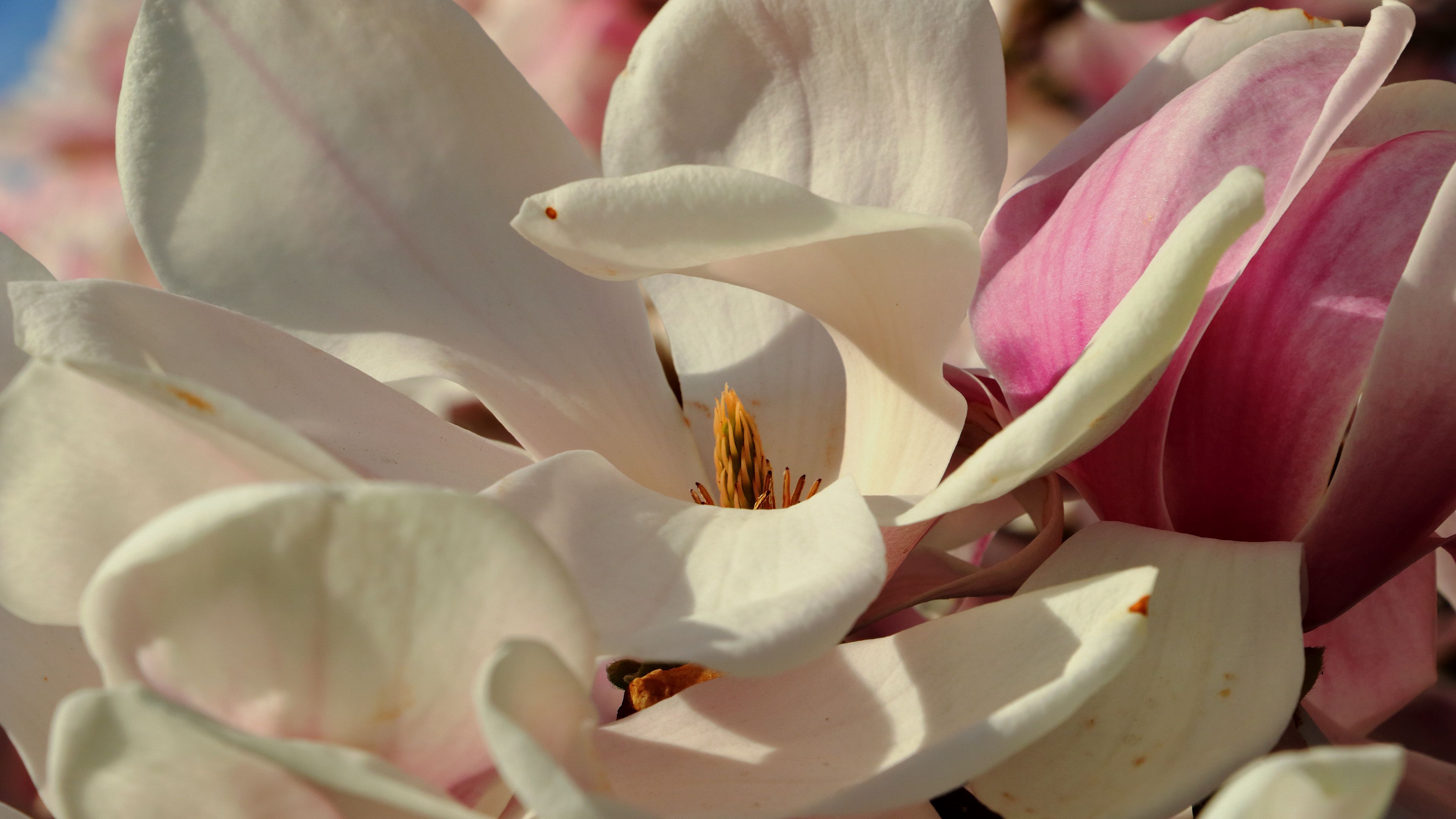 magnolia, flowers, petals, white, 4k, HD Wallpaper