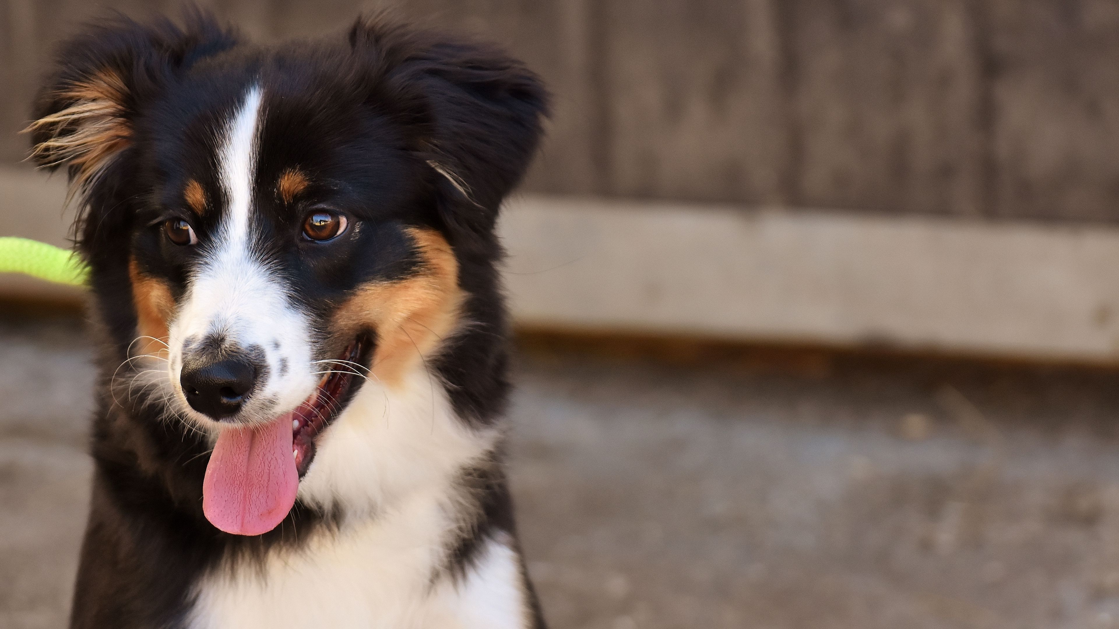 dog, muzzle, protruding tongue, 4k, HD Wallpaper