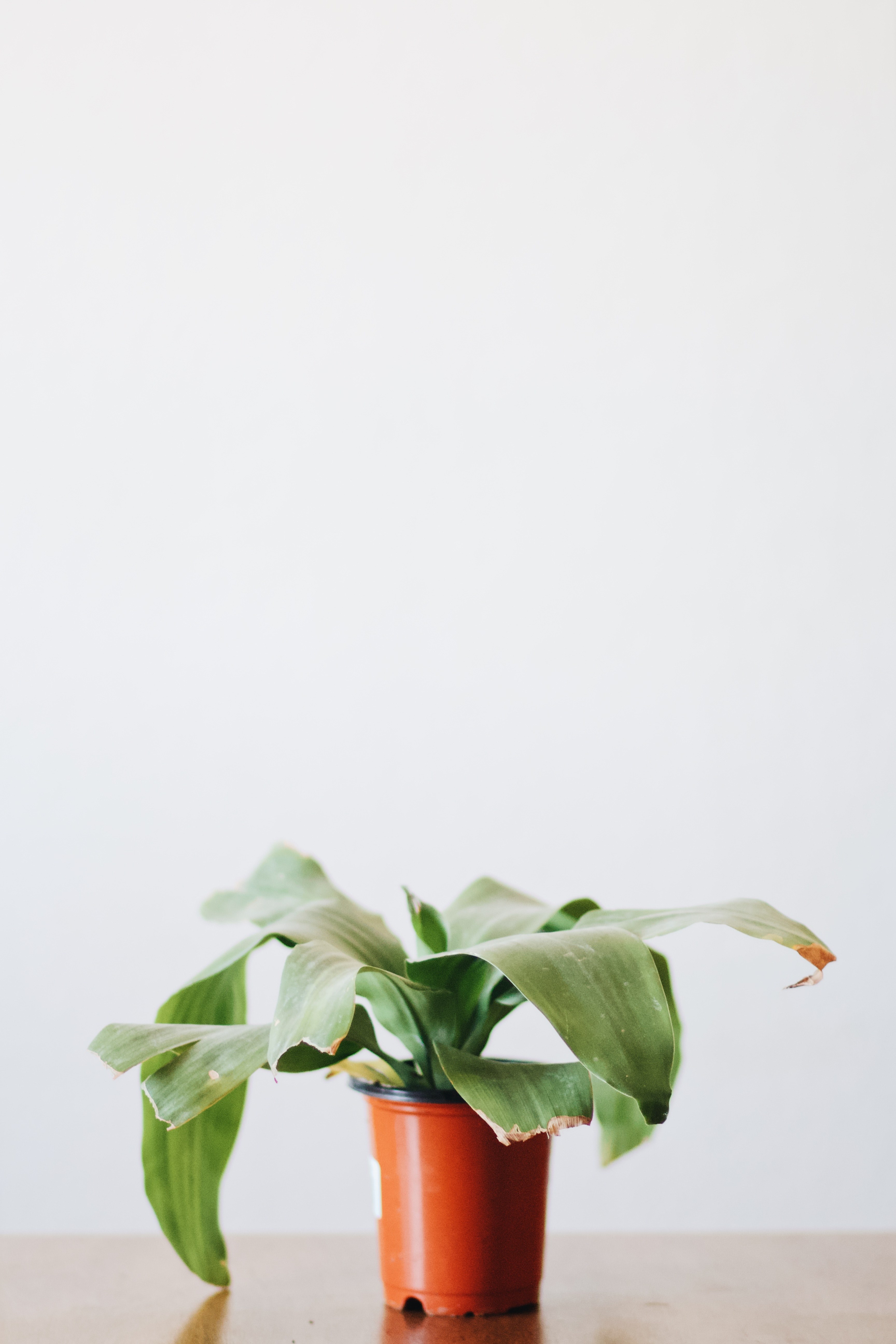 plant plant pot green and blog hd, 4k, Phone HD Wallpaper