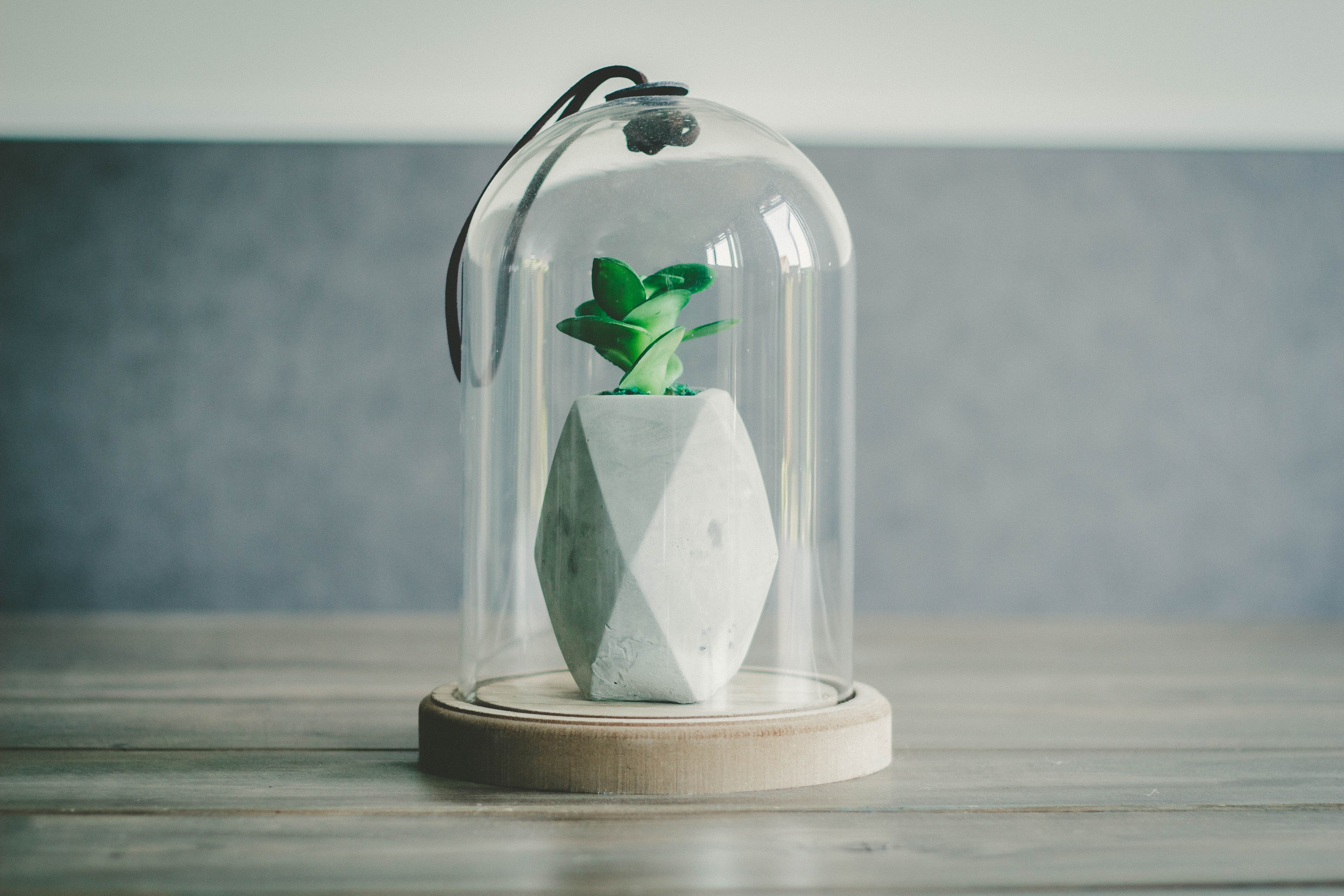 domed glass terrarium on top of geometric pot with green succulent in it, glass terrarium and succulent 4k, HD Wallpaper
