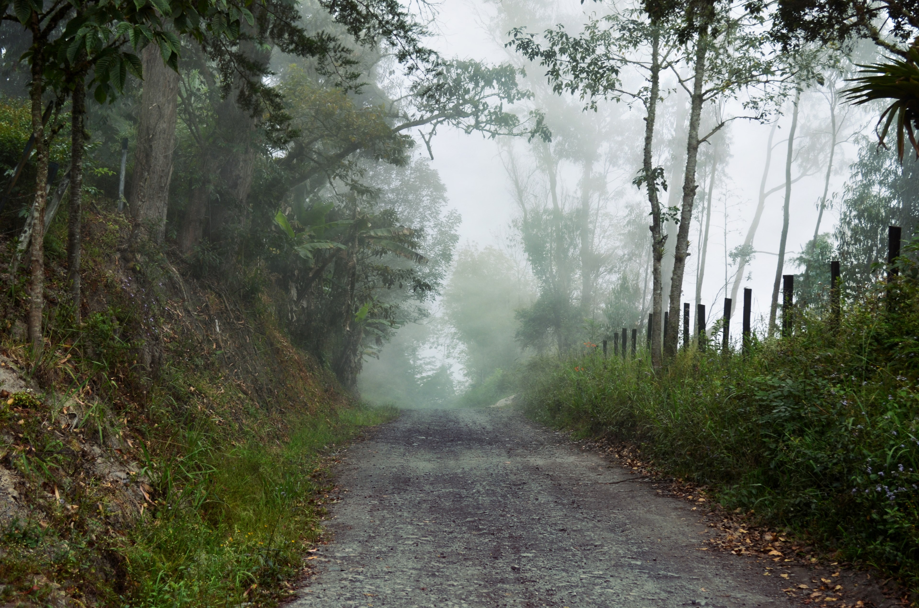 a dirt road in boyac lined with trees and grasses, dirt road by a forest 4k, HD Wallpaper
