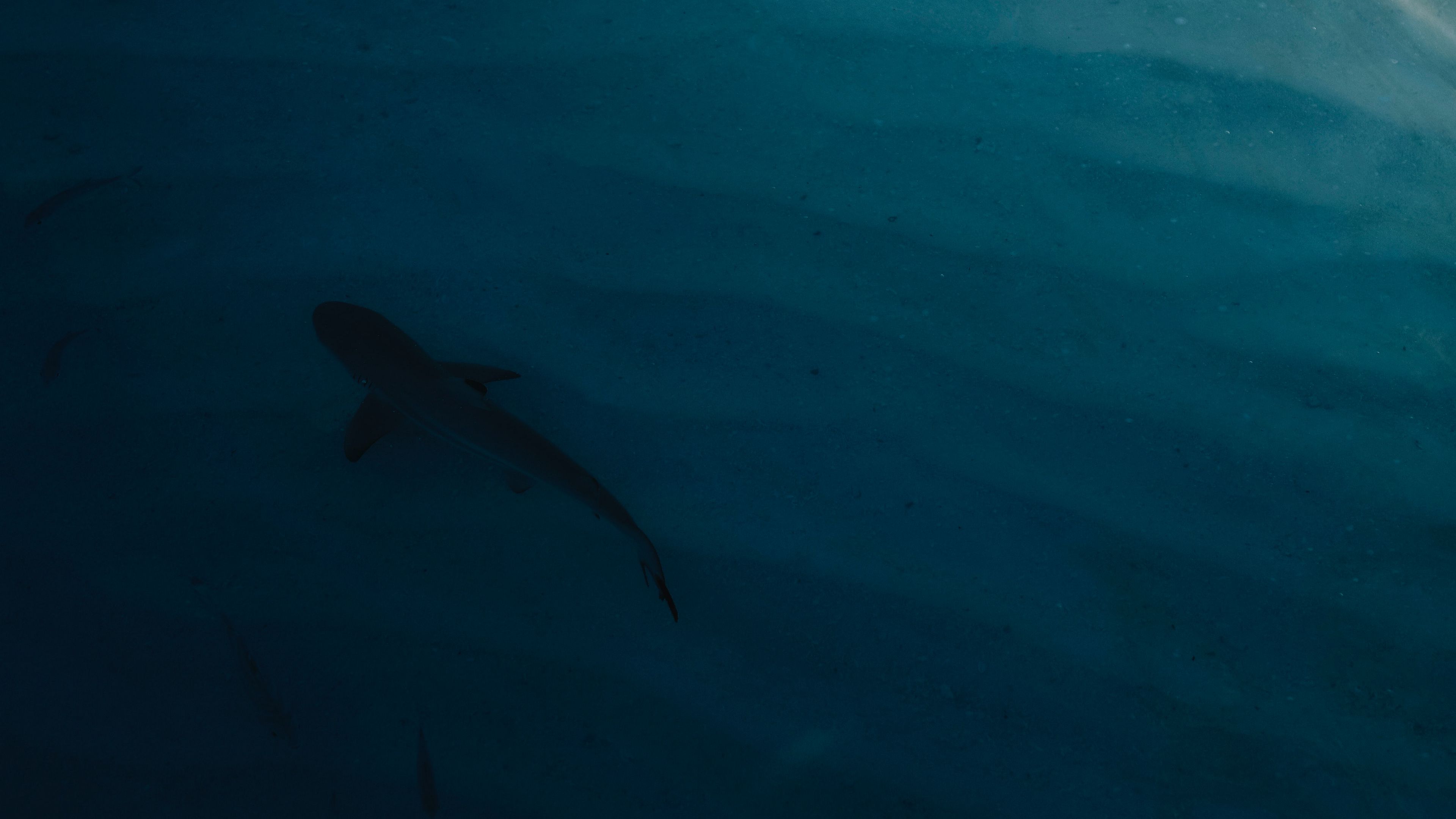 shark, water, coast, 4k, HD Wallpaper