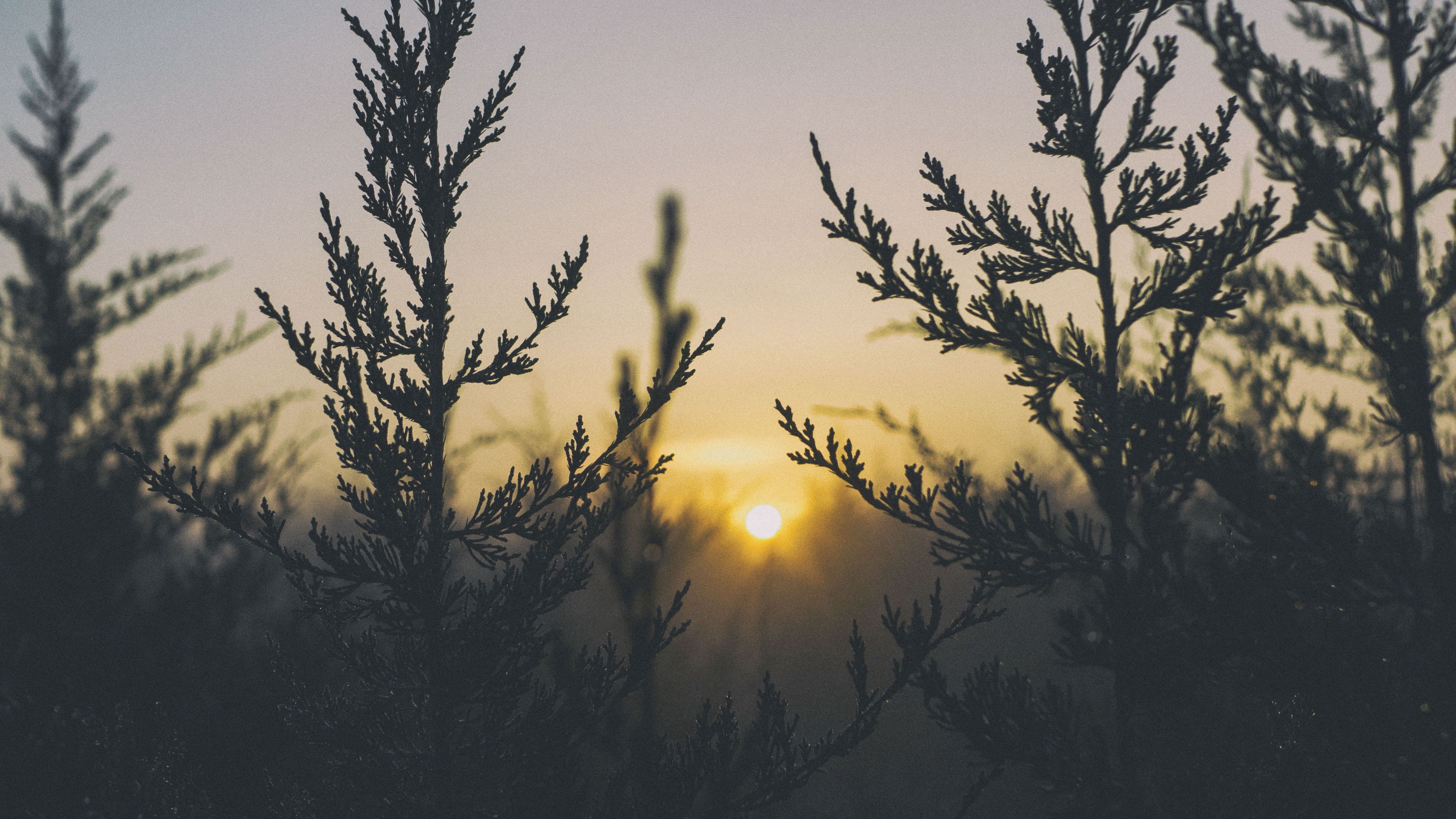 plant, light, grass, 4k, HD Wallpaper