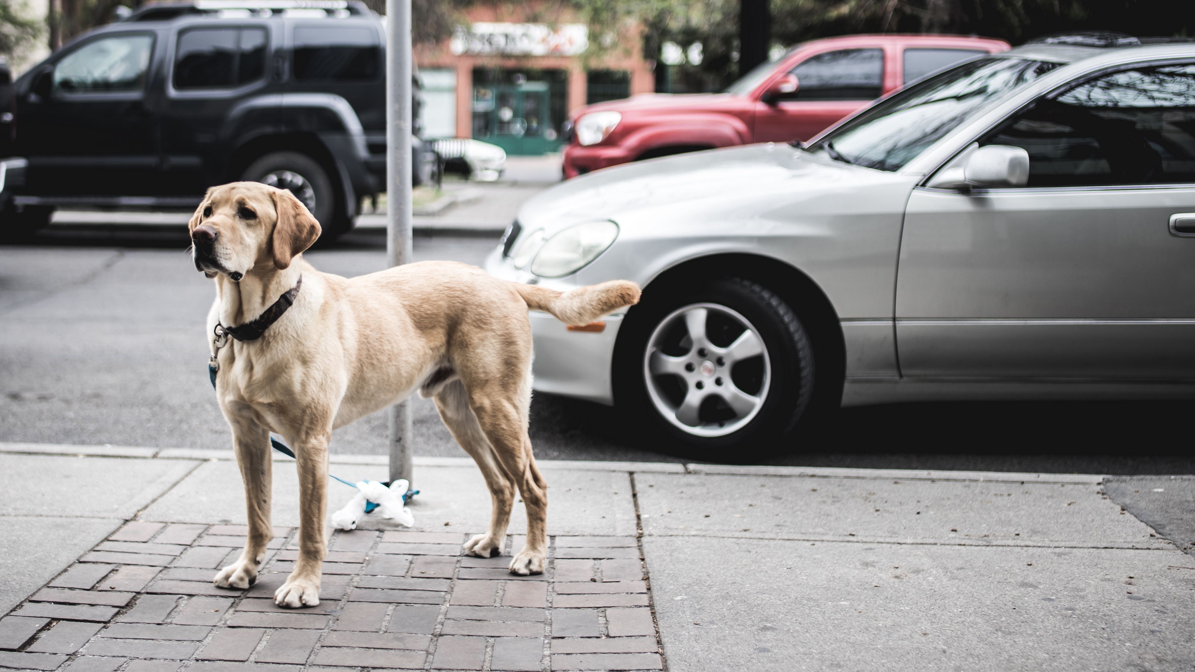 dog, street, city, cars, 4k, HD Wallpaper