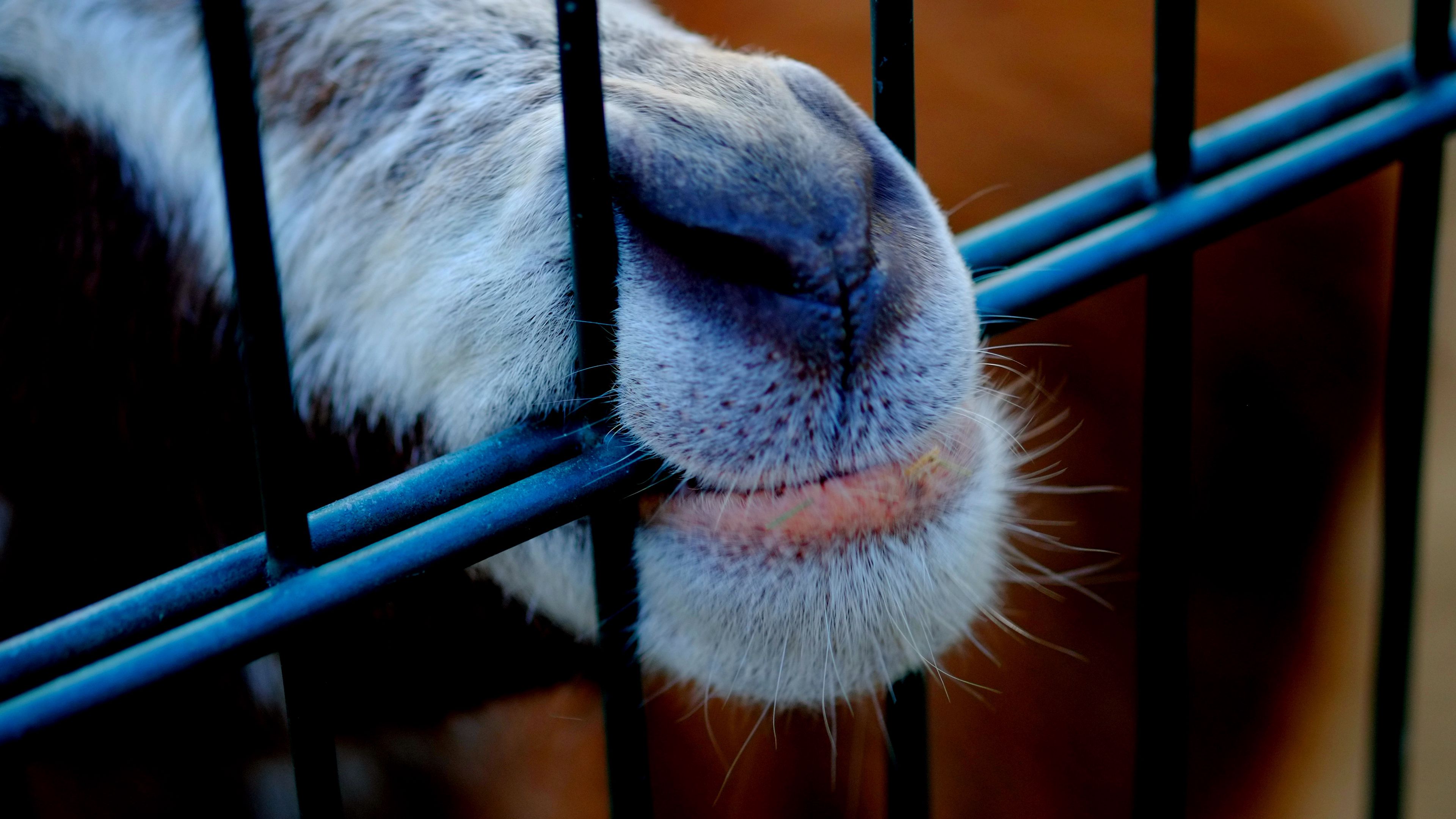 goat, mouth, nose, 4k, HD Wallpaper