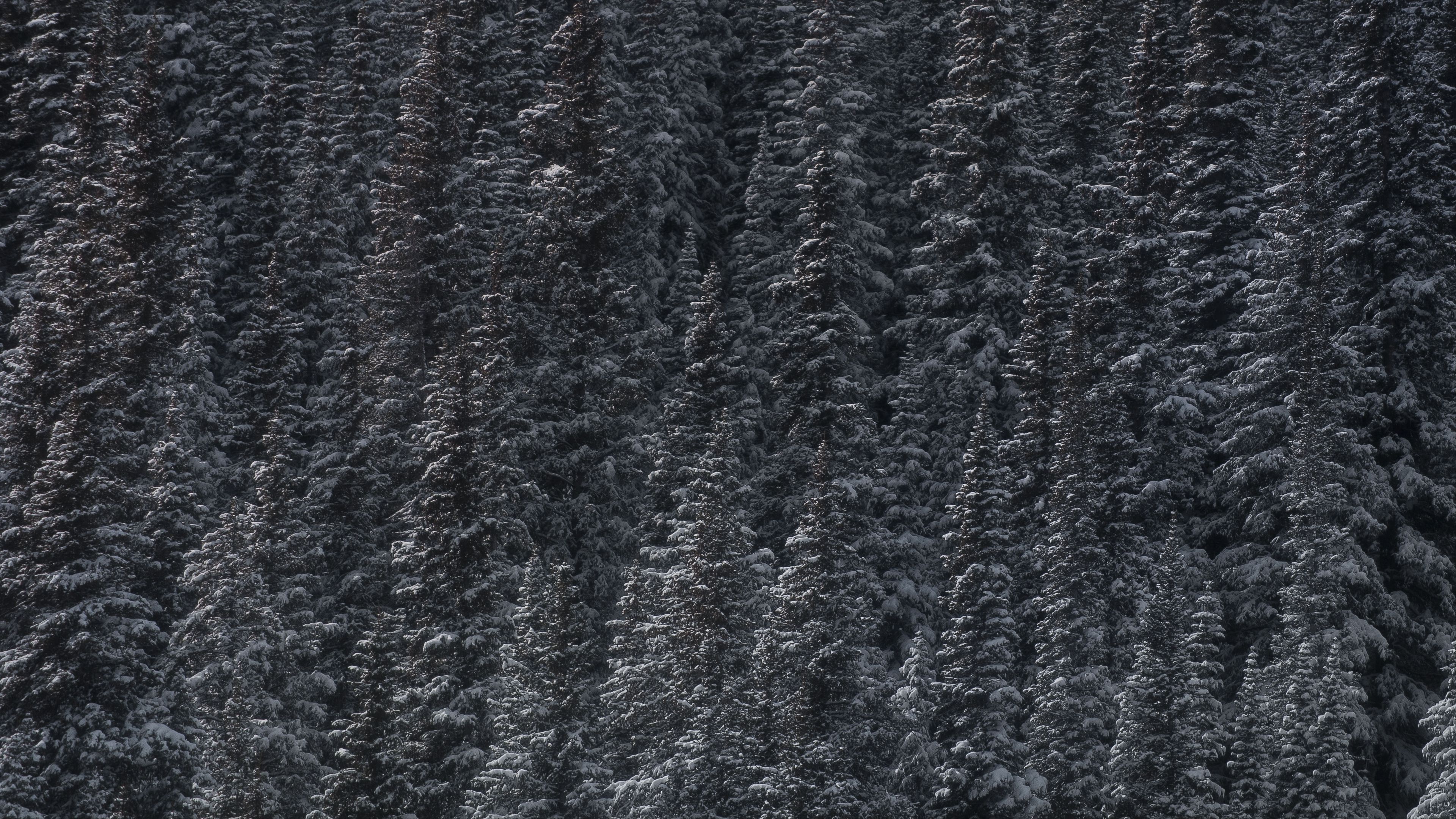 trees, snow, peaks, forest, 4k, HD Wallpaper