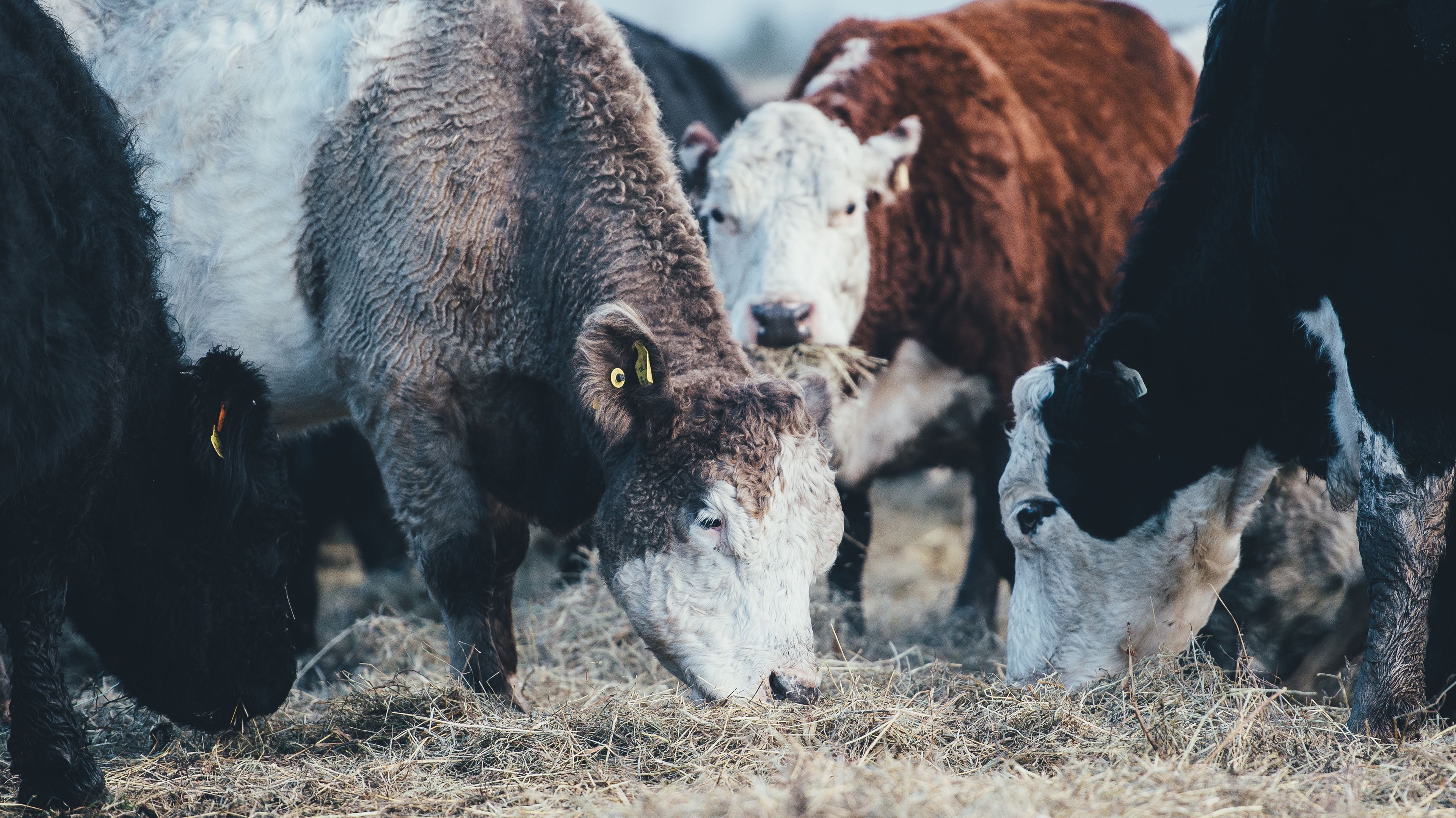 cows, bulls, pasture, 4k, HD Wallpaper