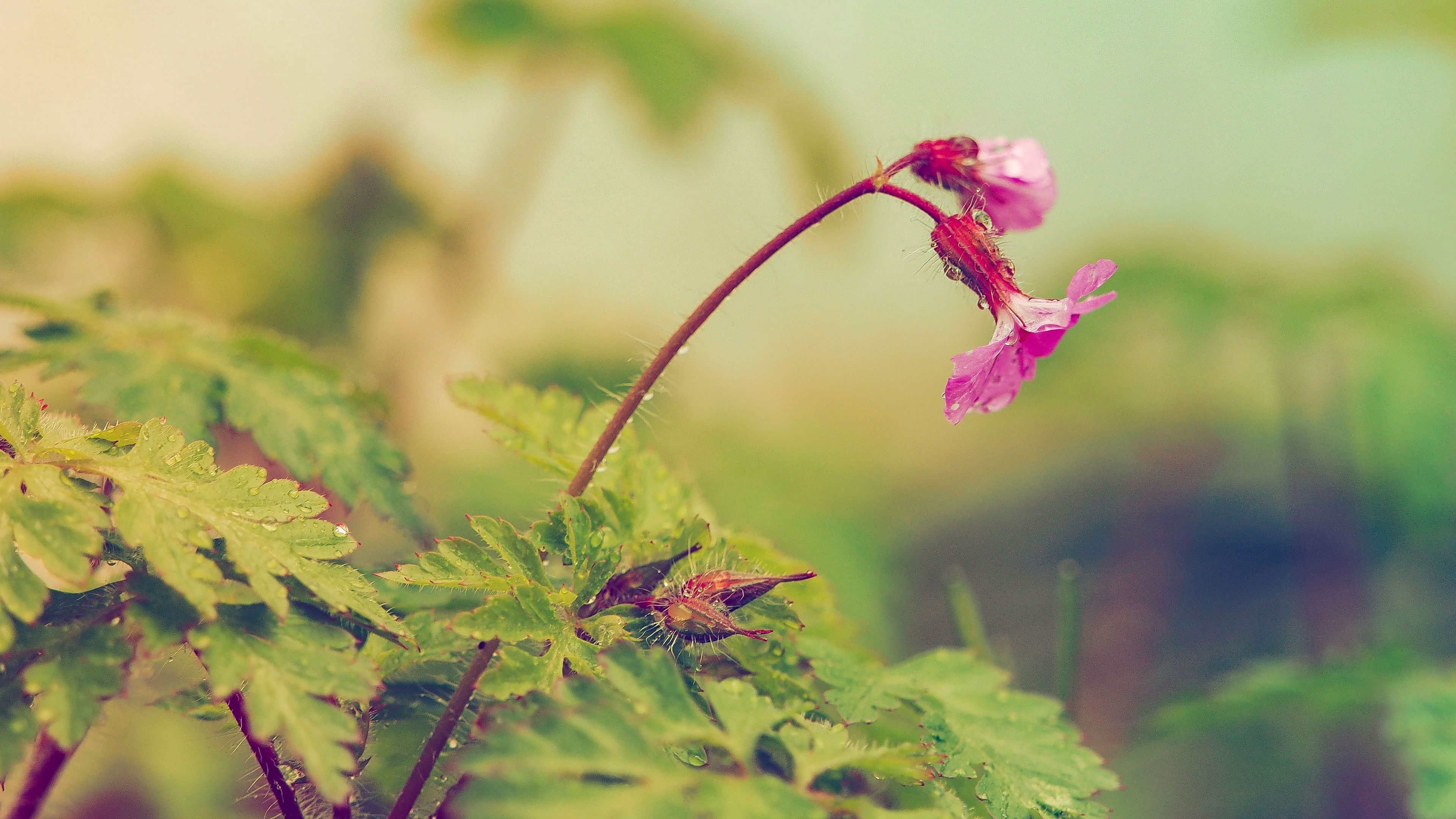 flower, leaves, field, 4k, HD Wallpaper