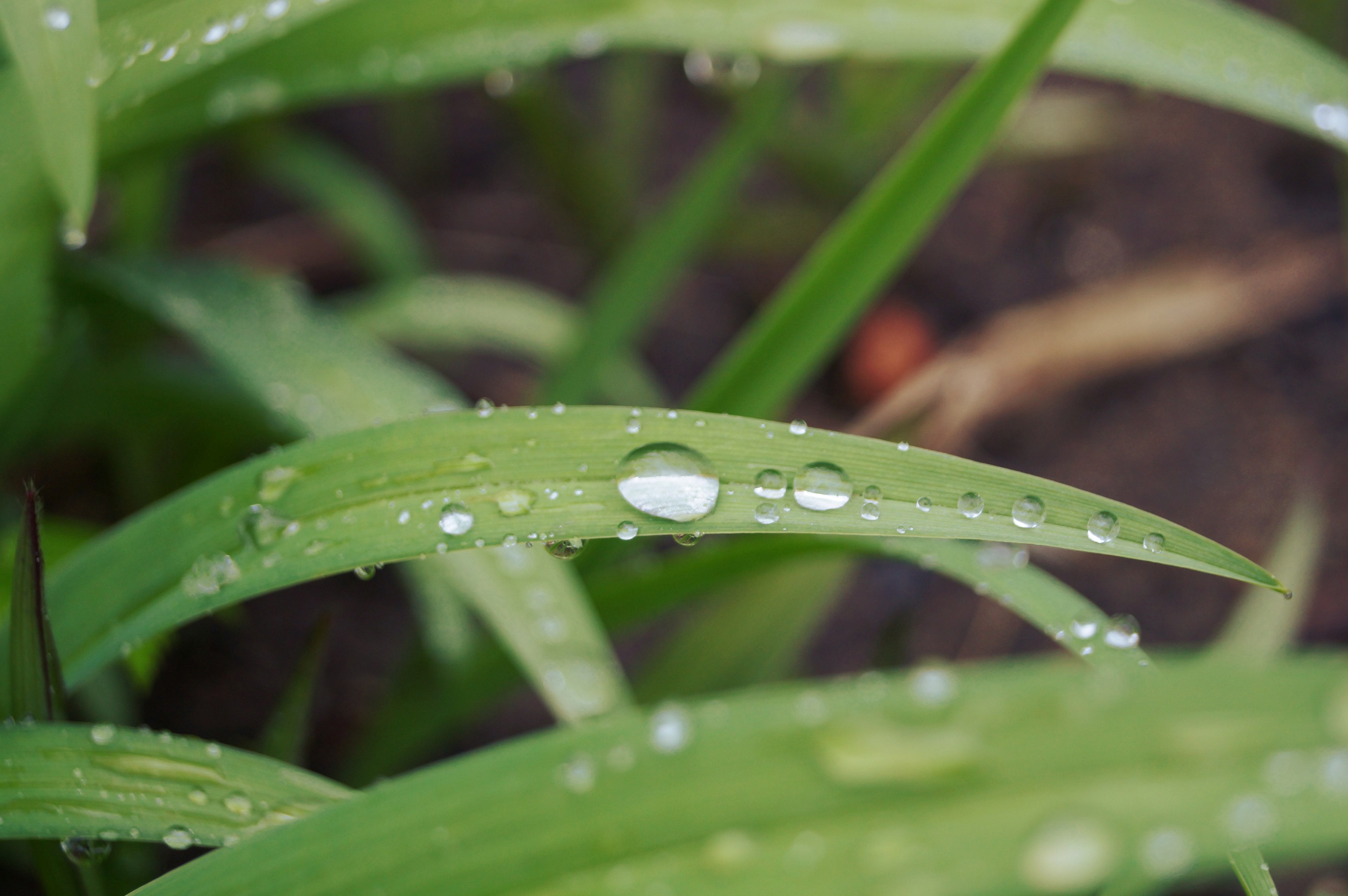 grass nature drop and dew 4k, HD Wallpaper