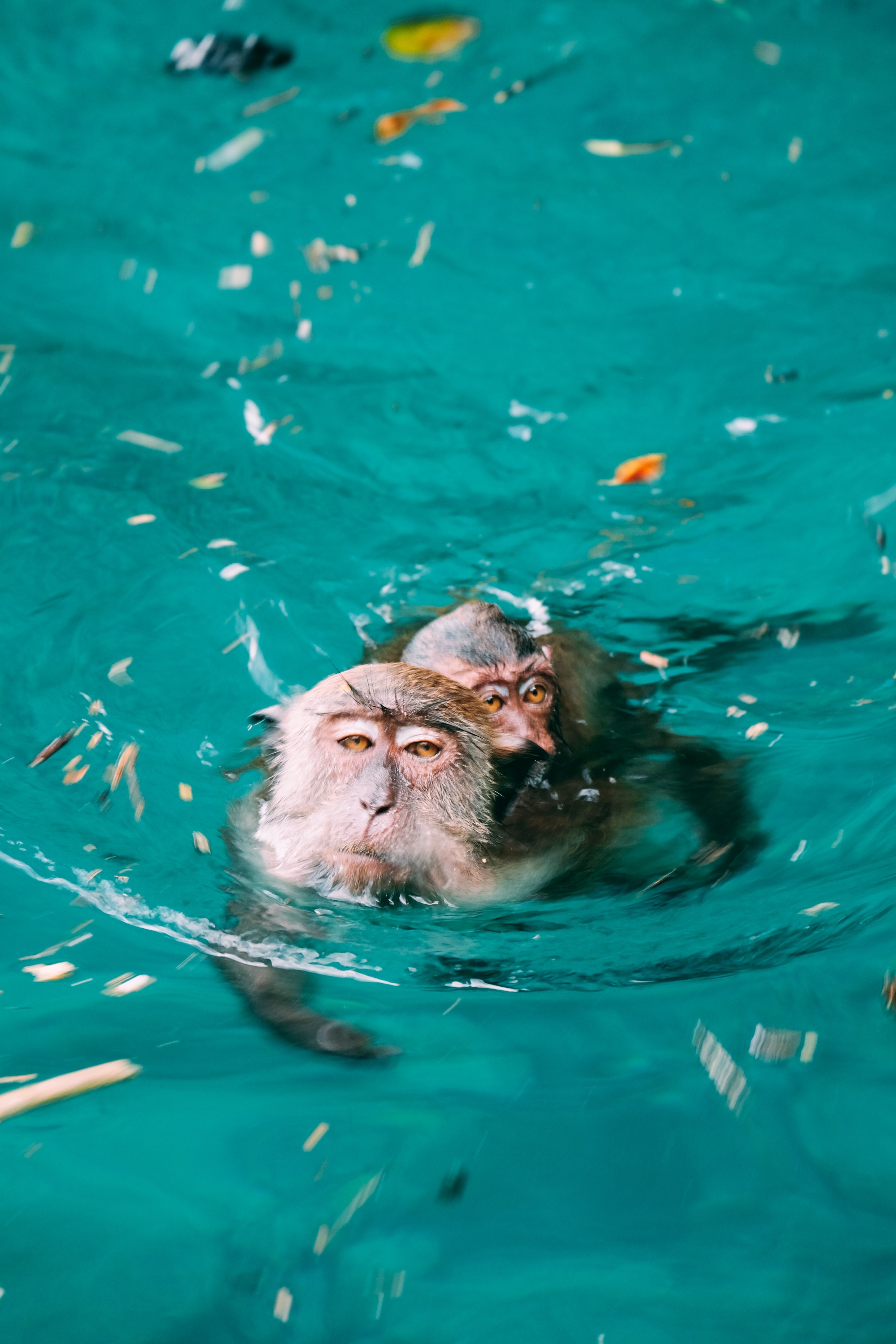 monkey business 4k, Phone HD Wallpaper