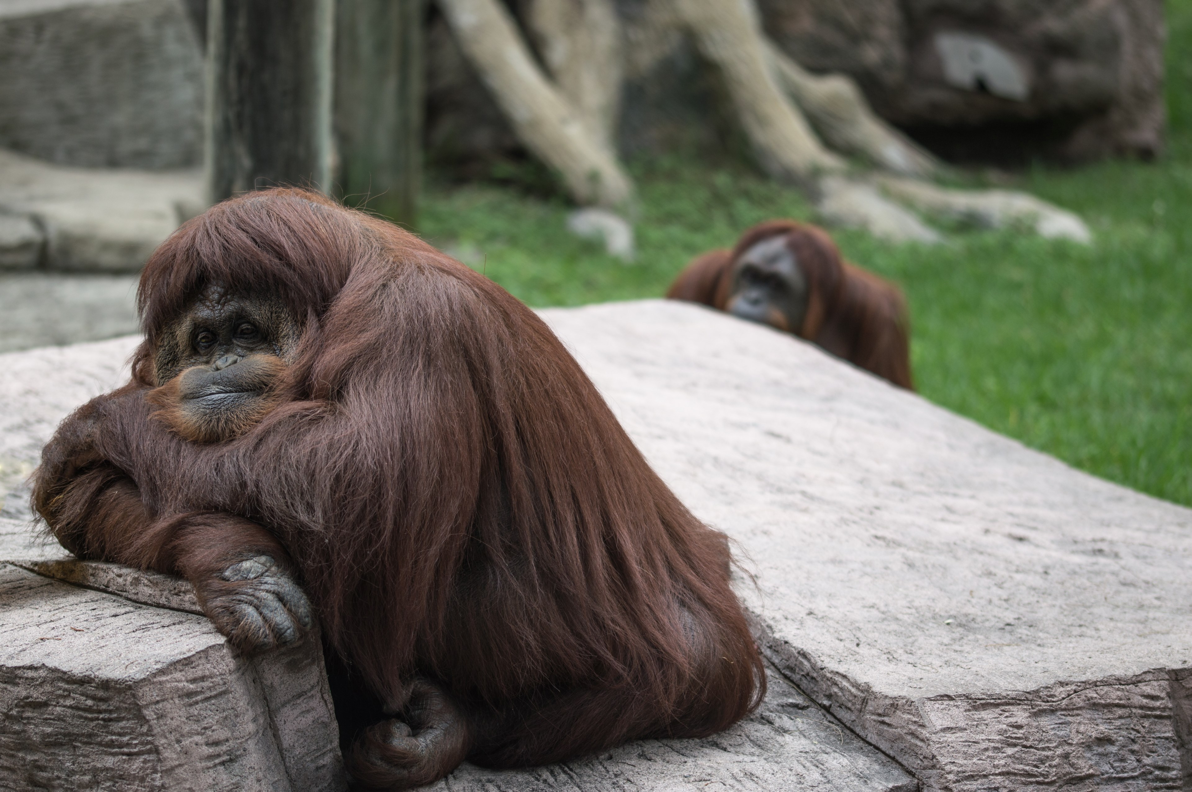 orangutan wildlife wild animal and rocks 4k, HD Wallpaper