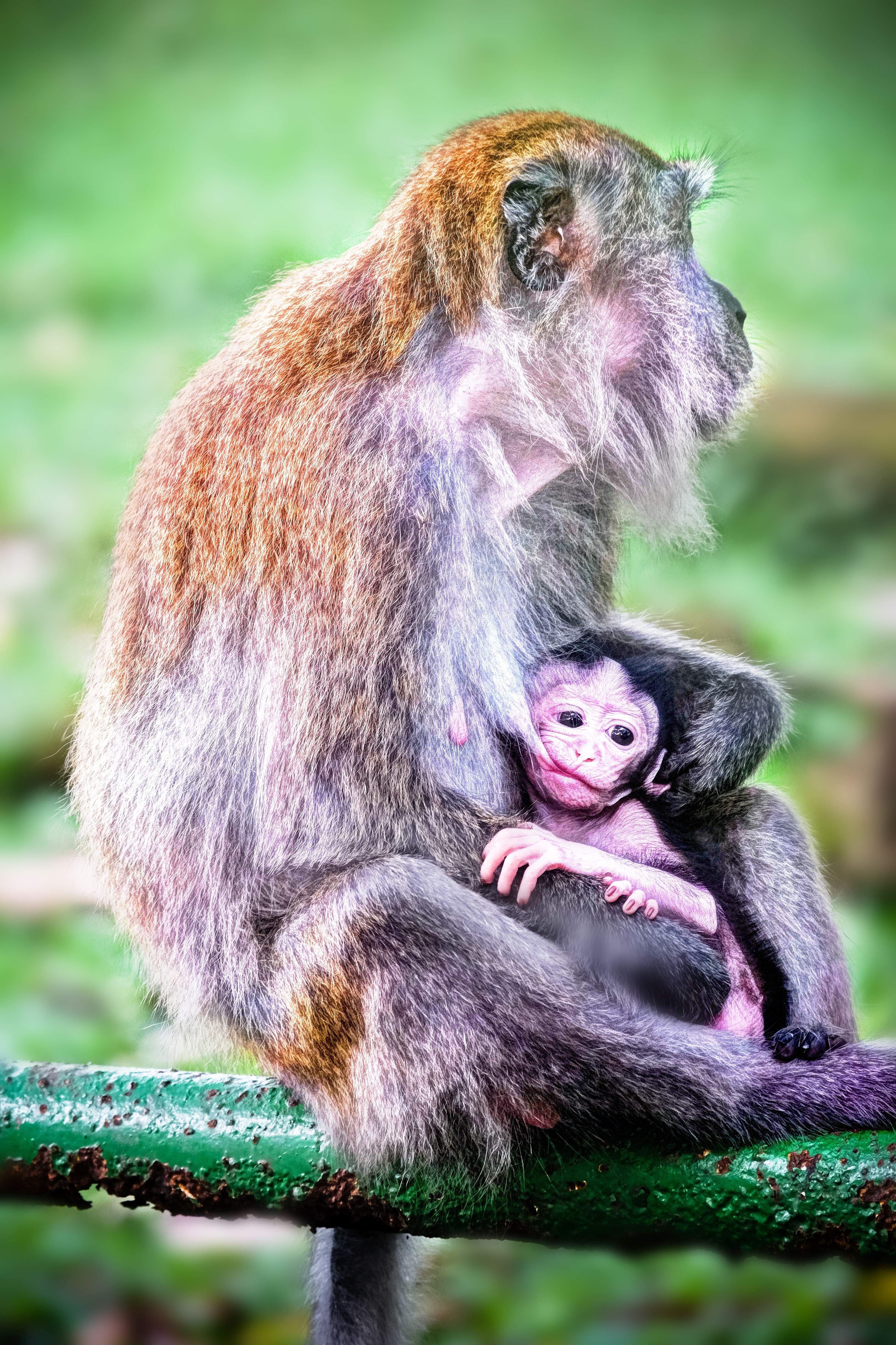 dark primate person and monkey hd, 4k, Phone HD Wallpaper